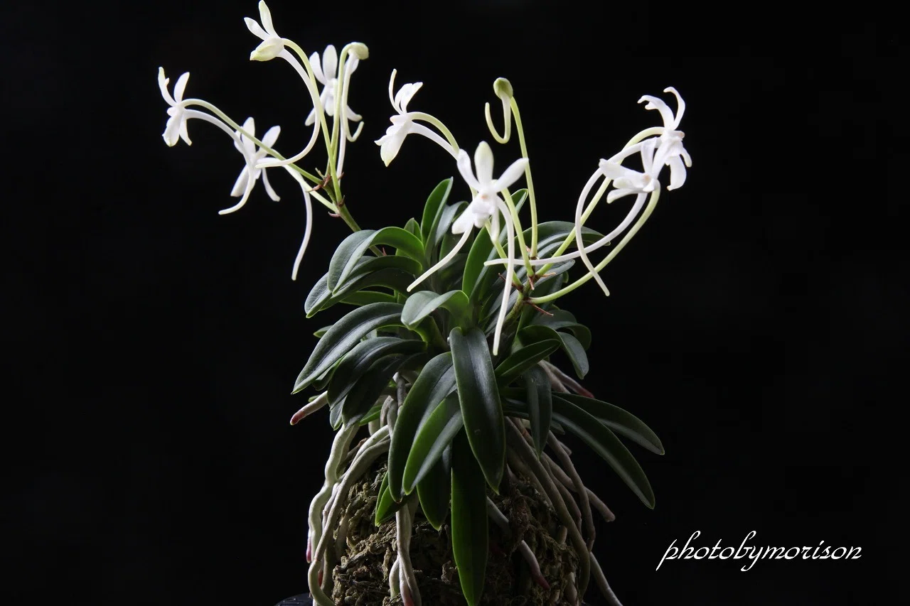 富貴蘭「翠華殿」の花(過去の画像倉庫から)｜KJ Morison
