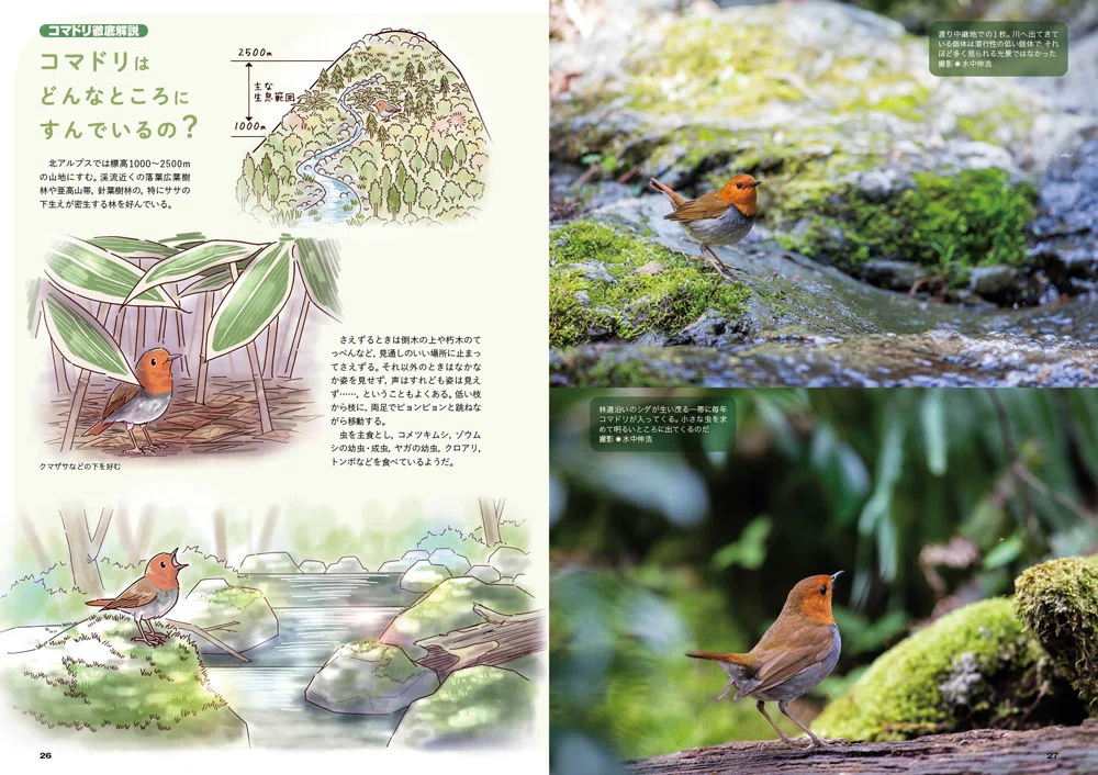 BIRDER4月号の見どころ｜ブンイチ（文一総合出版）