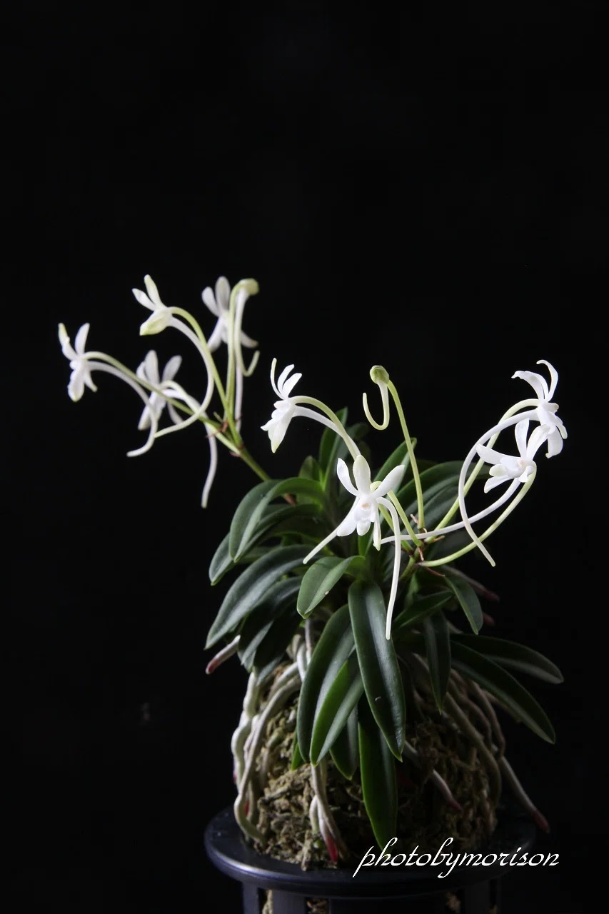 富貴蘭「翠華殿」の花(過去の画像倉庫から)｜KJ Morison