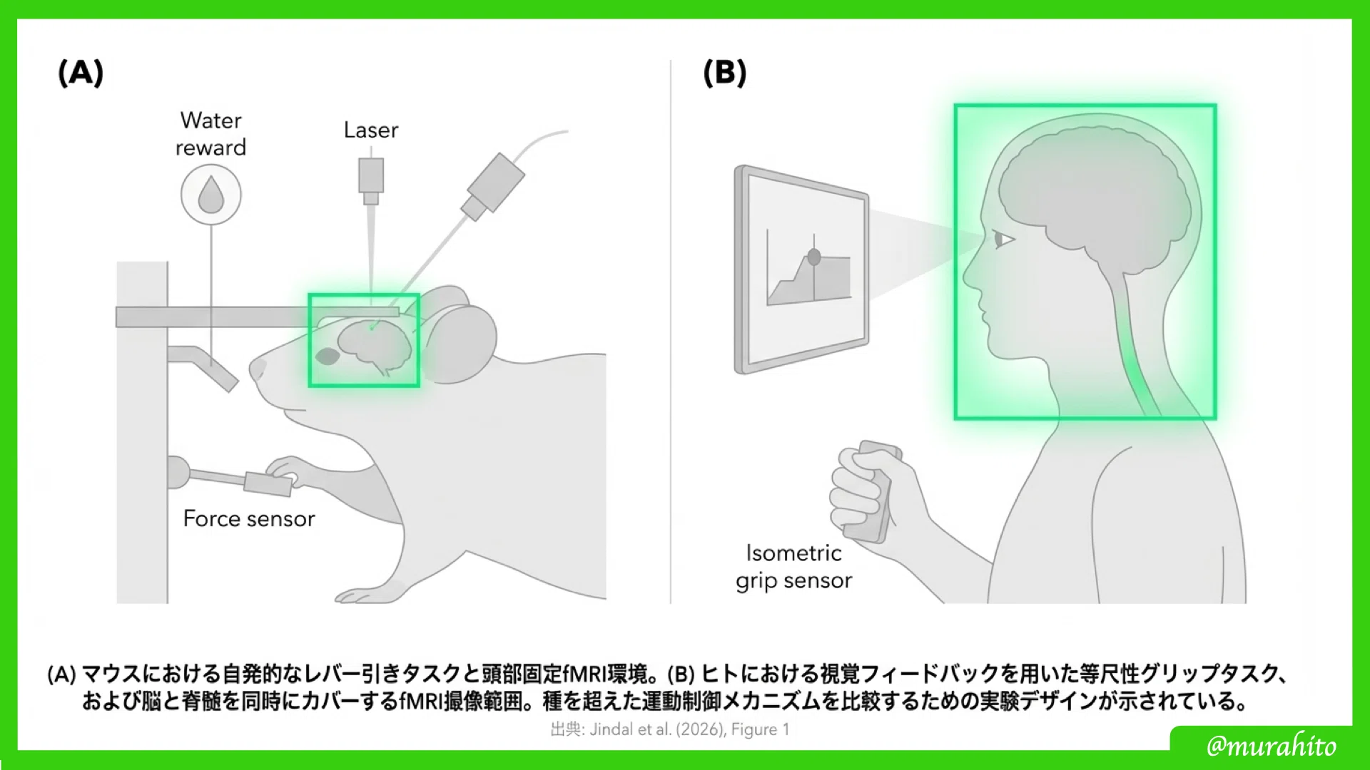 見落とされていた「手の制御中枢」-脳幹・固有脊髄ネットワークの発見