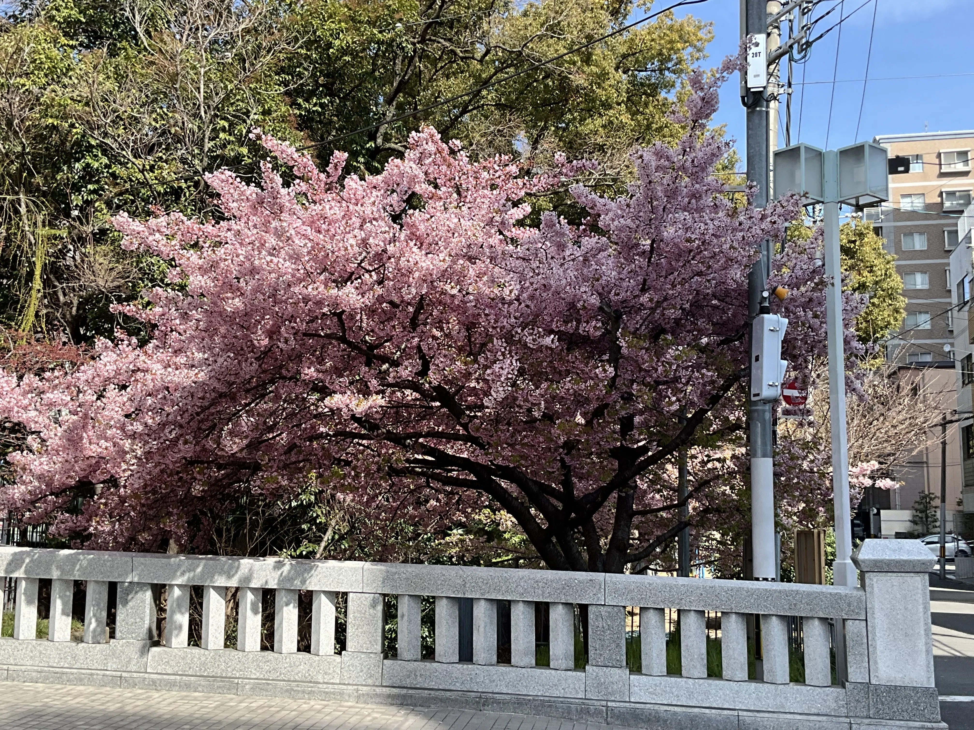 一条戻橋の河津桜：2026年3月17日（火）｜藤井秀昭（『京都居候叢書