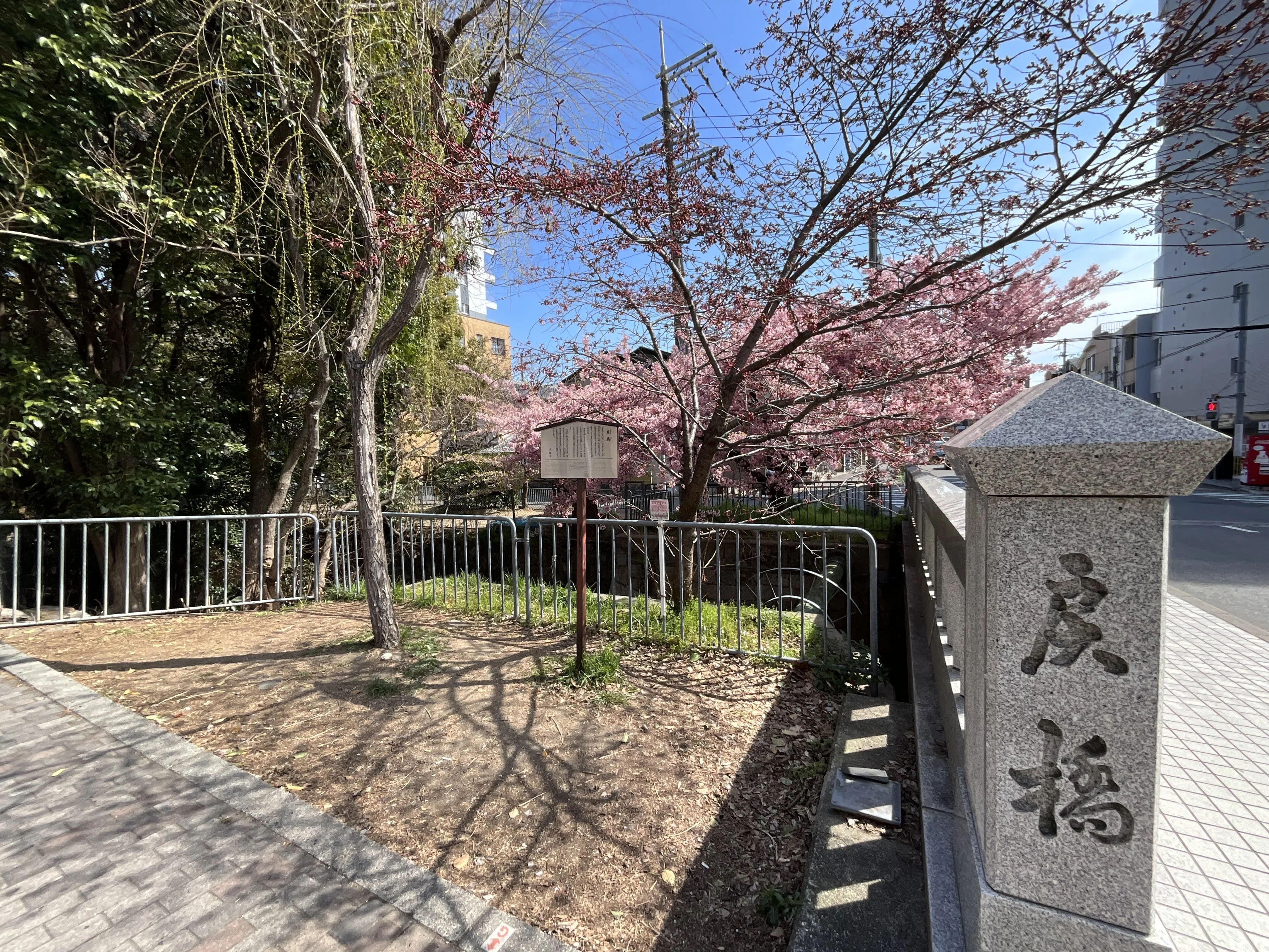 一条戻橋の河津桜：2026年3月17日（火）｜藤井秀昭（『京都居候叢書