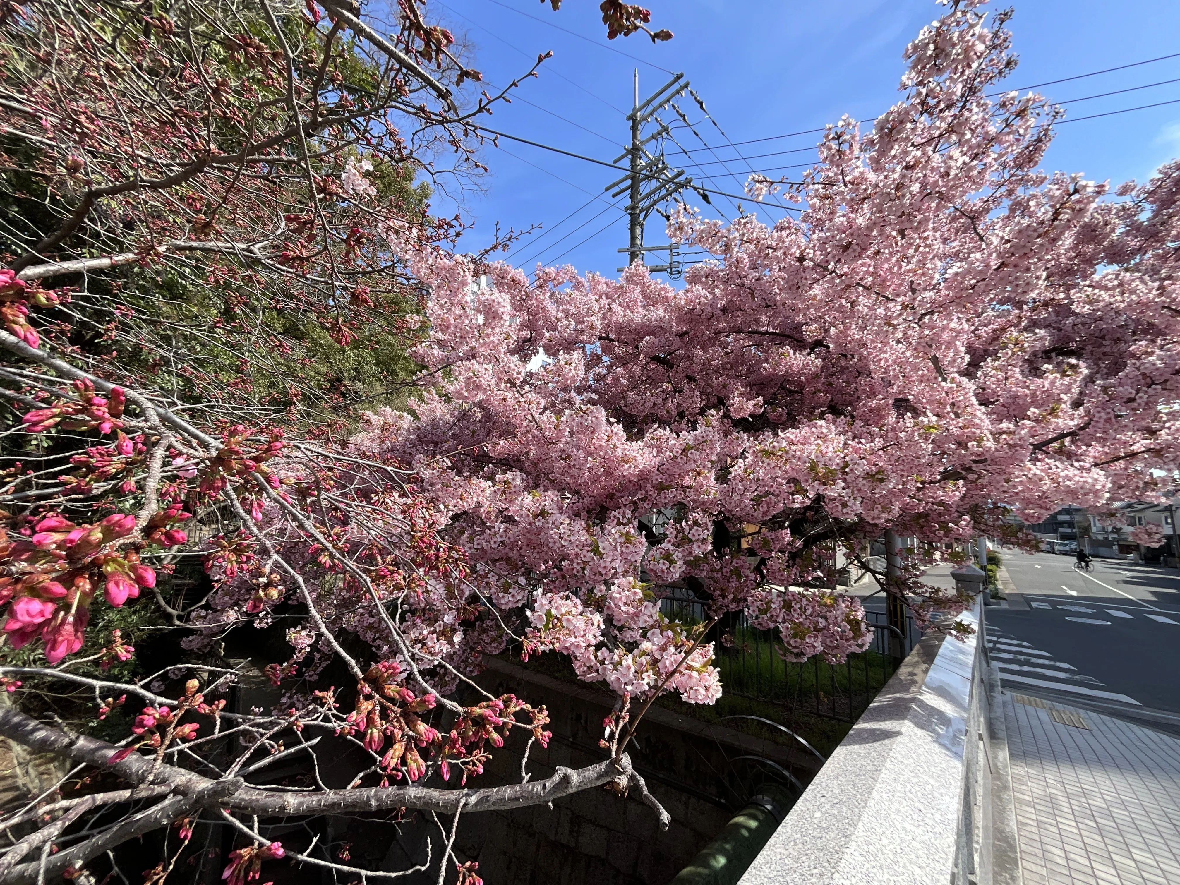 一条戻橋の河津桜：2026年3月17日（火）｜藤井秀昭（『京都居候叢書