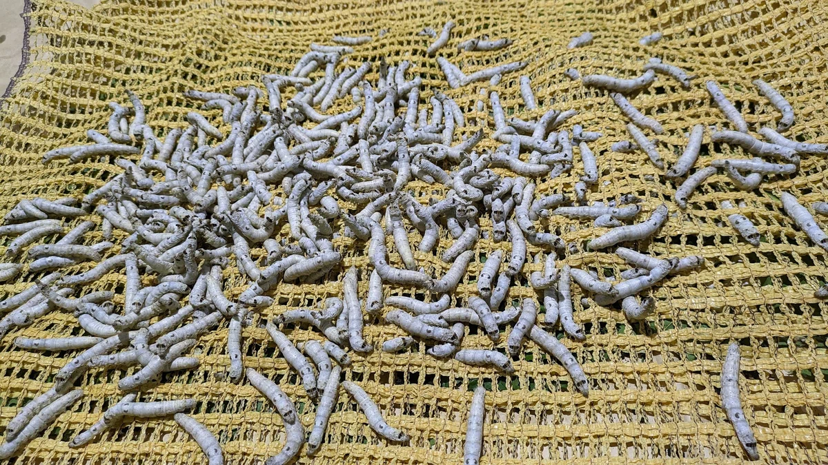 養蚕に必要なもの】蚕具｜みやもー【ジョブチェンジで副業農家(๑•̀ㅂ•́ 
