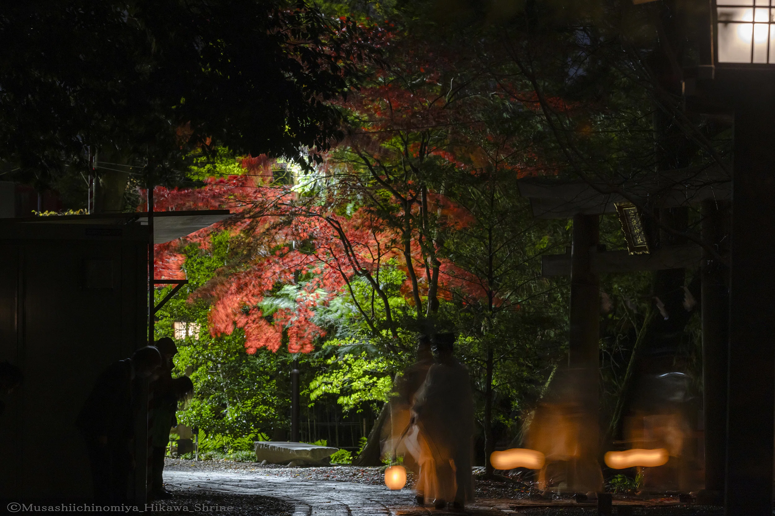 第287回 ～「氷川神社の樹木」｜武蔵一宮 氷川神社