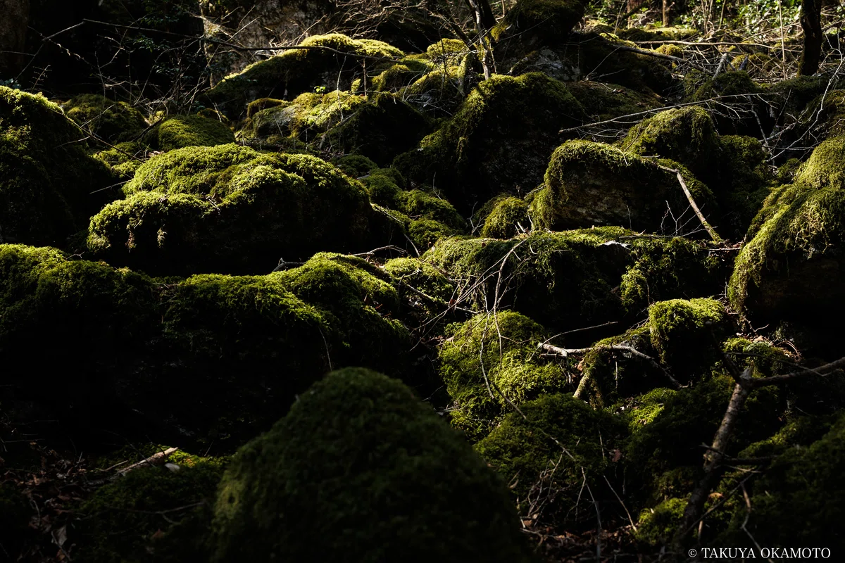 工石山、賽の河原線の苔スポット