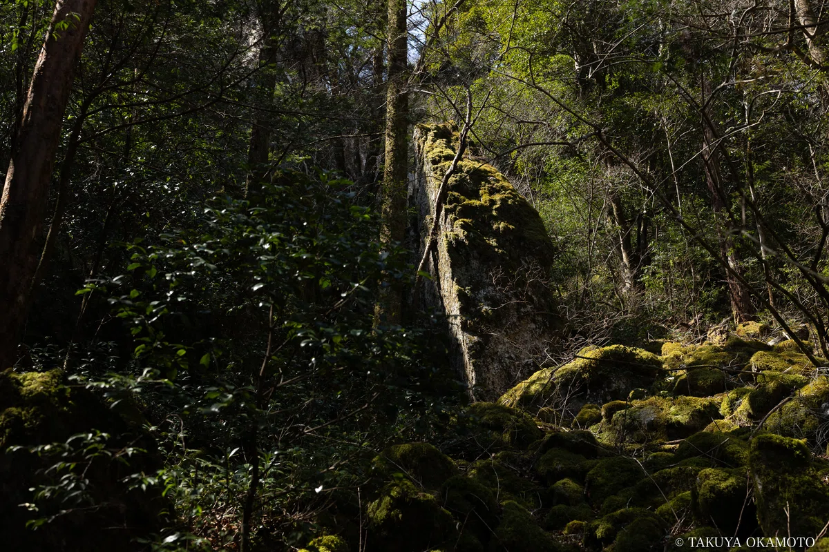 工石山、賽の河原線の苔スポット