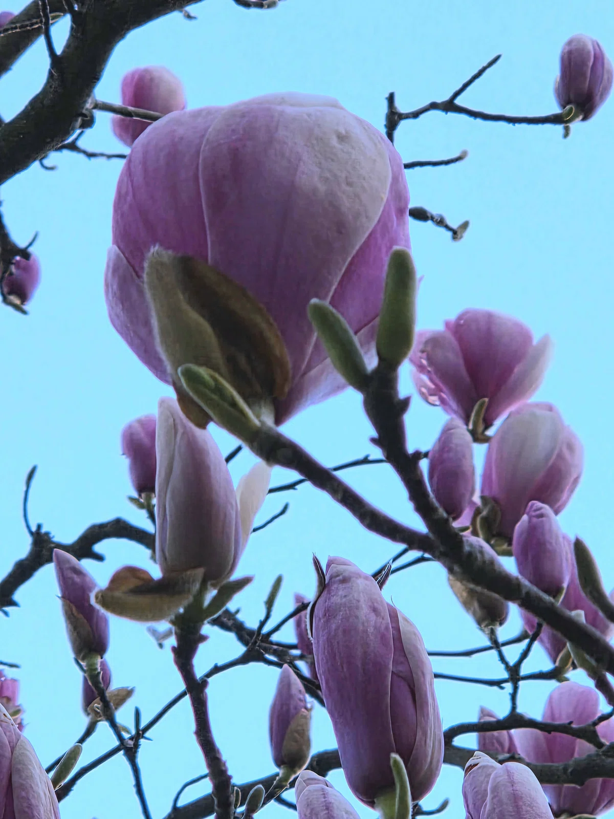 木蓮の 膨らむ紅（くれない） 筆にして 平和の春を 空に描かん」｜ココア