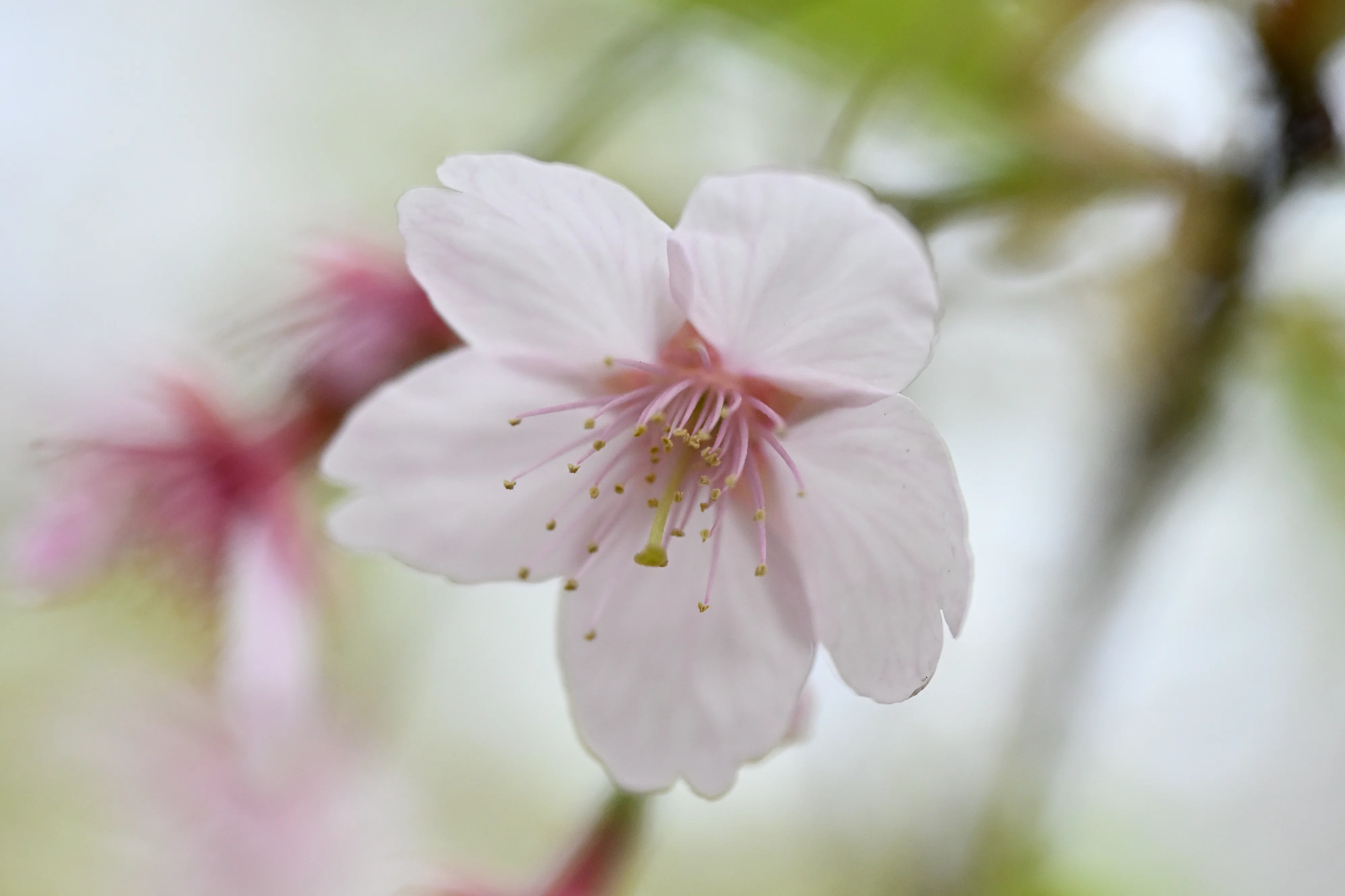 三ツ池公園、桜の開花状況は？――期待を胸に下見散策｜レンズの先に