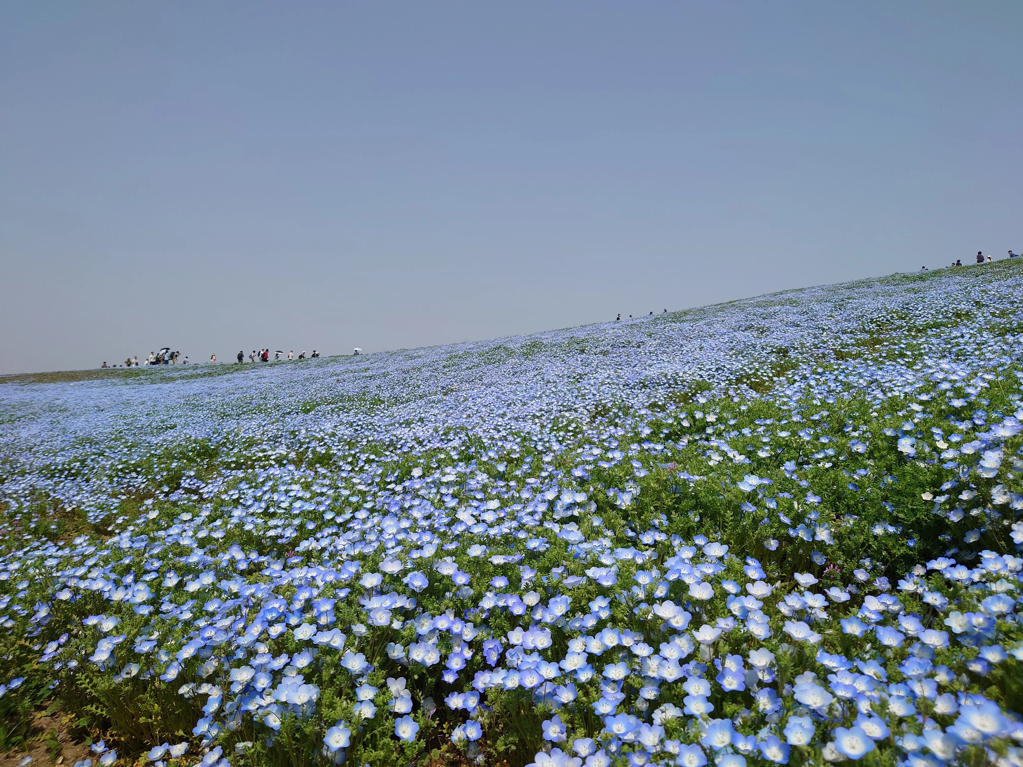 In Search of the Blue Moon Weed｜那須了