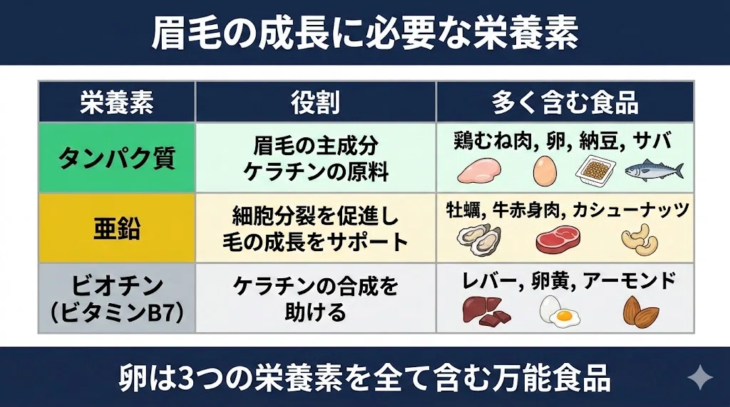 | 栄養素 | 役割 | 多く含む食品 ||--------|------|------------|| タンパク質 | 眉毛の主成分ケラチンの原料 | 鶏むね肉、卵、納豆、サバ || 亜鉛 | 細胞分裂を促進し毛の成長をサポート | 牡蠣、牛赤身肉、カシューナッツ || ビオチン（ビタミンB7） | ケラチンの合成を助ける | レバー、卵黄、アーモンド |