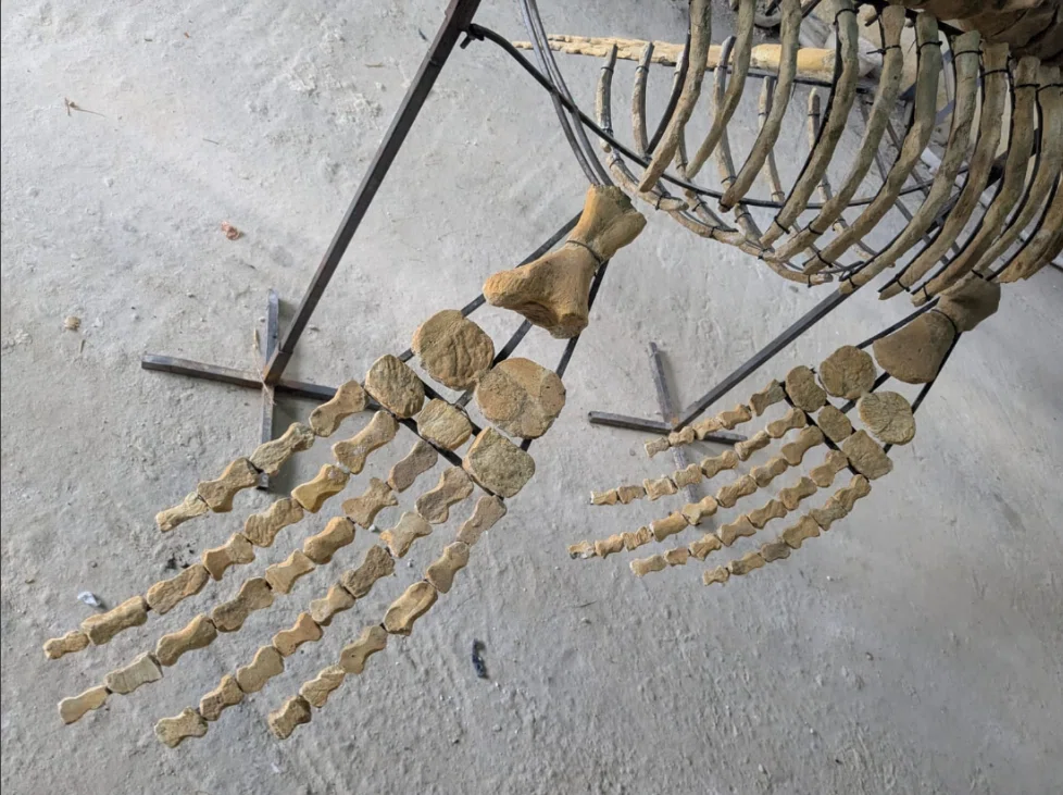 6.プレシオサウルス類（Plesiosauria）のパドル 4本セット｜【恐竜の