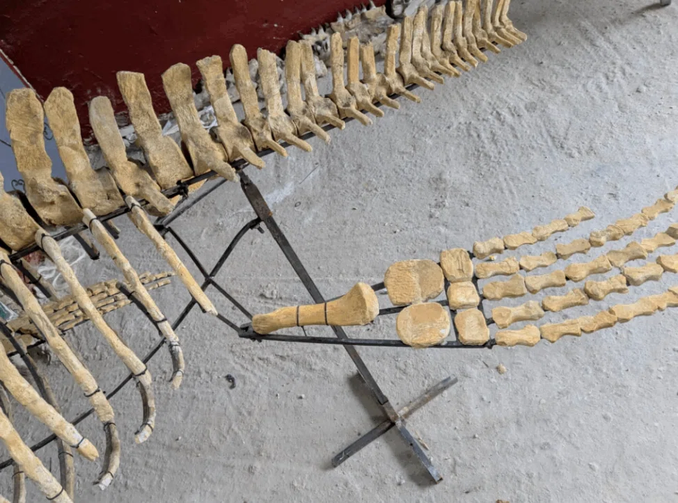 6.プレシオサウルス類（Plesiosauria）のパドル 4本セット｜【恐竜の