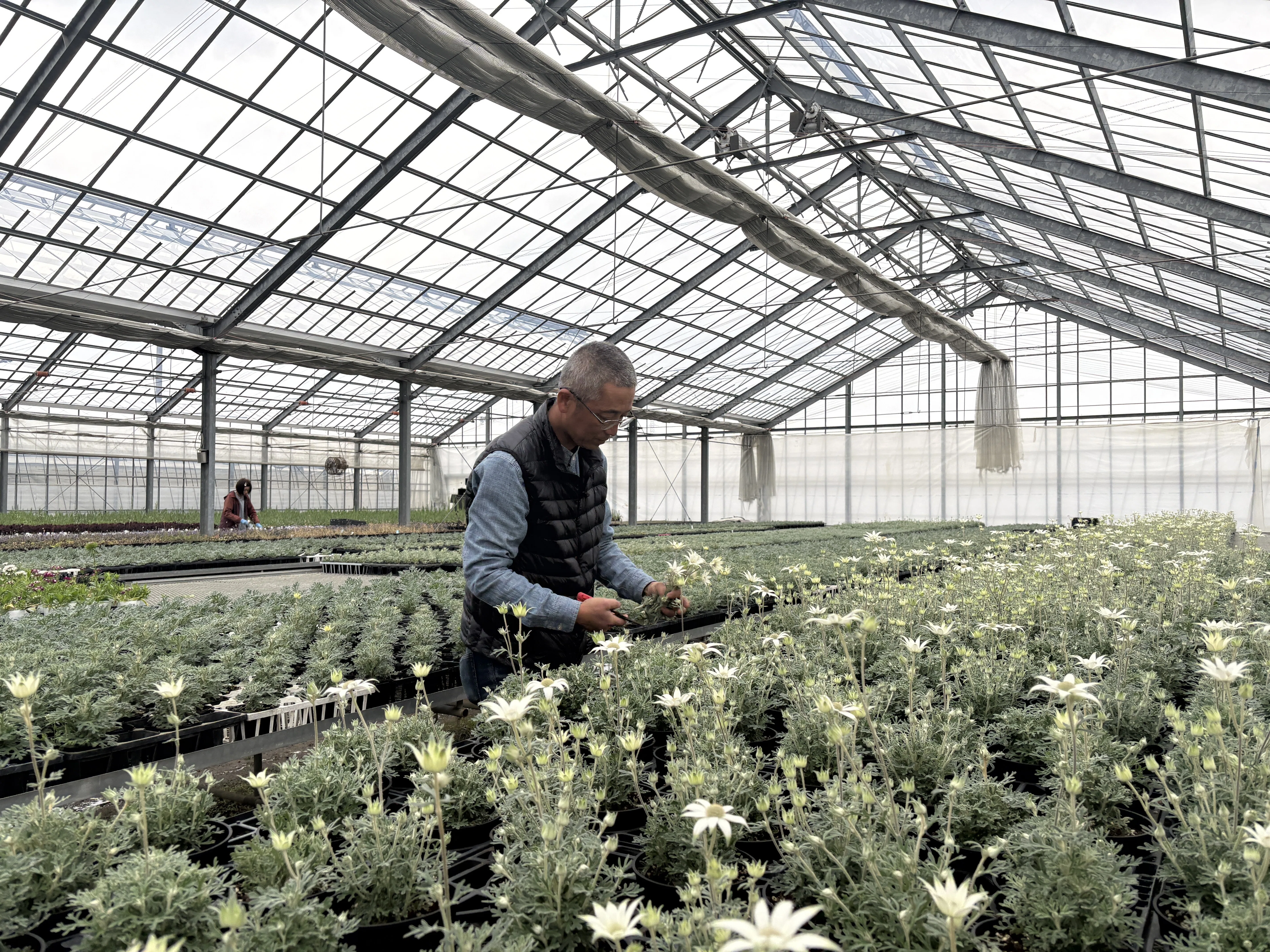 花き農家取材】花をこよなく愛し、岐阜県が誇る「フランネルフラワー