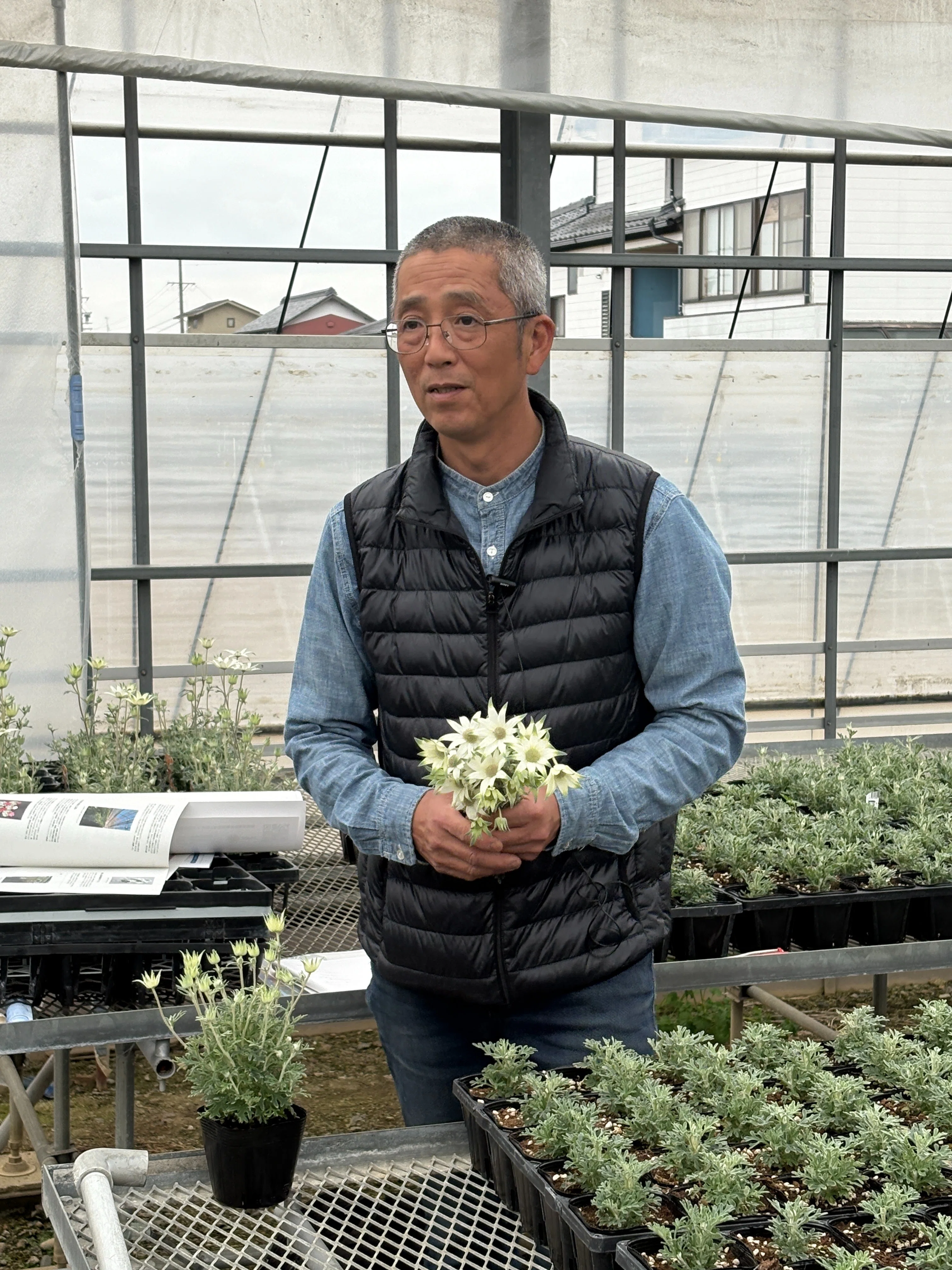 花き農家取材】花をこよなく愛し、岐阜県が誇る「フランネルフラワー
