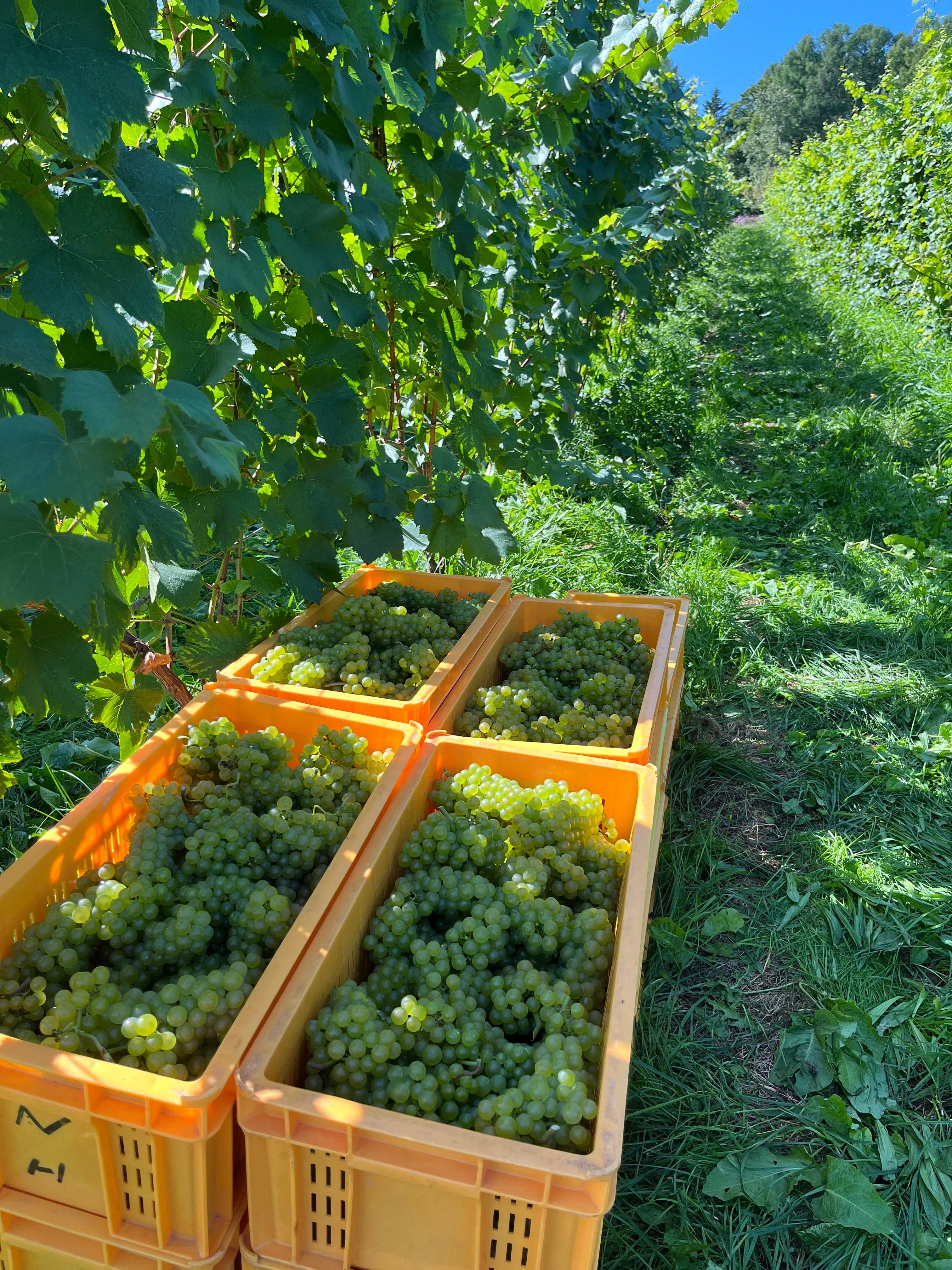 世界に誇れるワイン造りに挑戦する仁木町の「NIKI Hills Winery