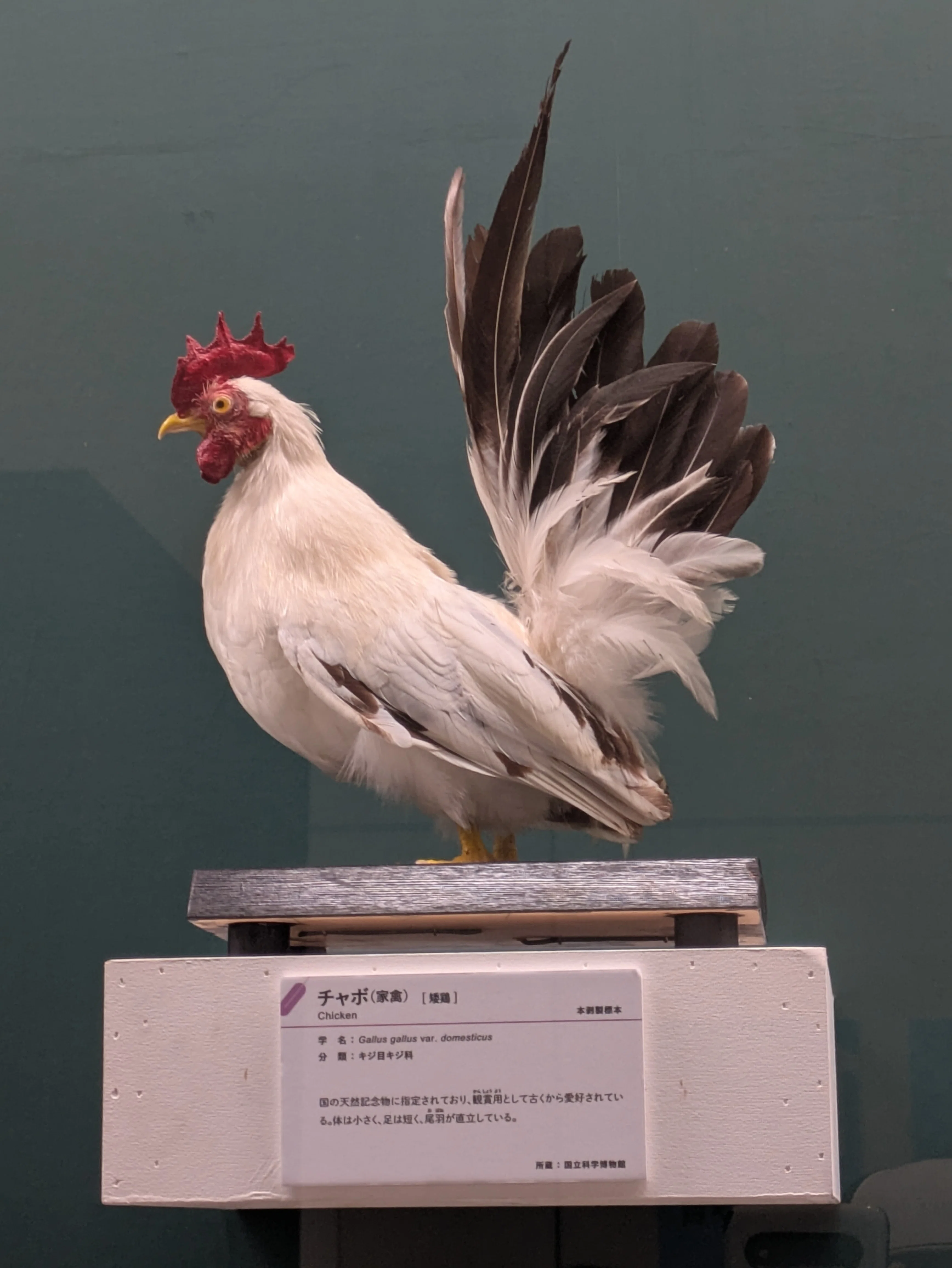 特別展 鳥 ＠大阪市立自然史博物館ネイチャーホール（長居公園）｜田中