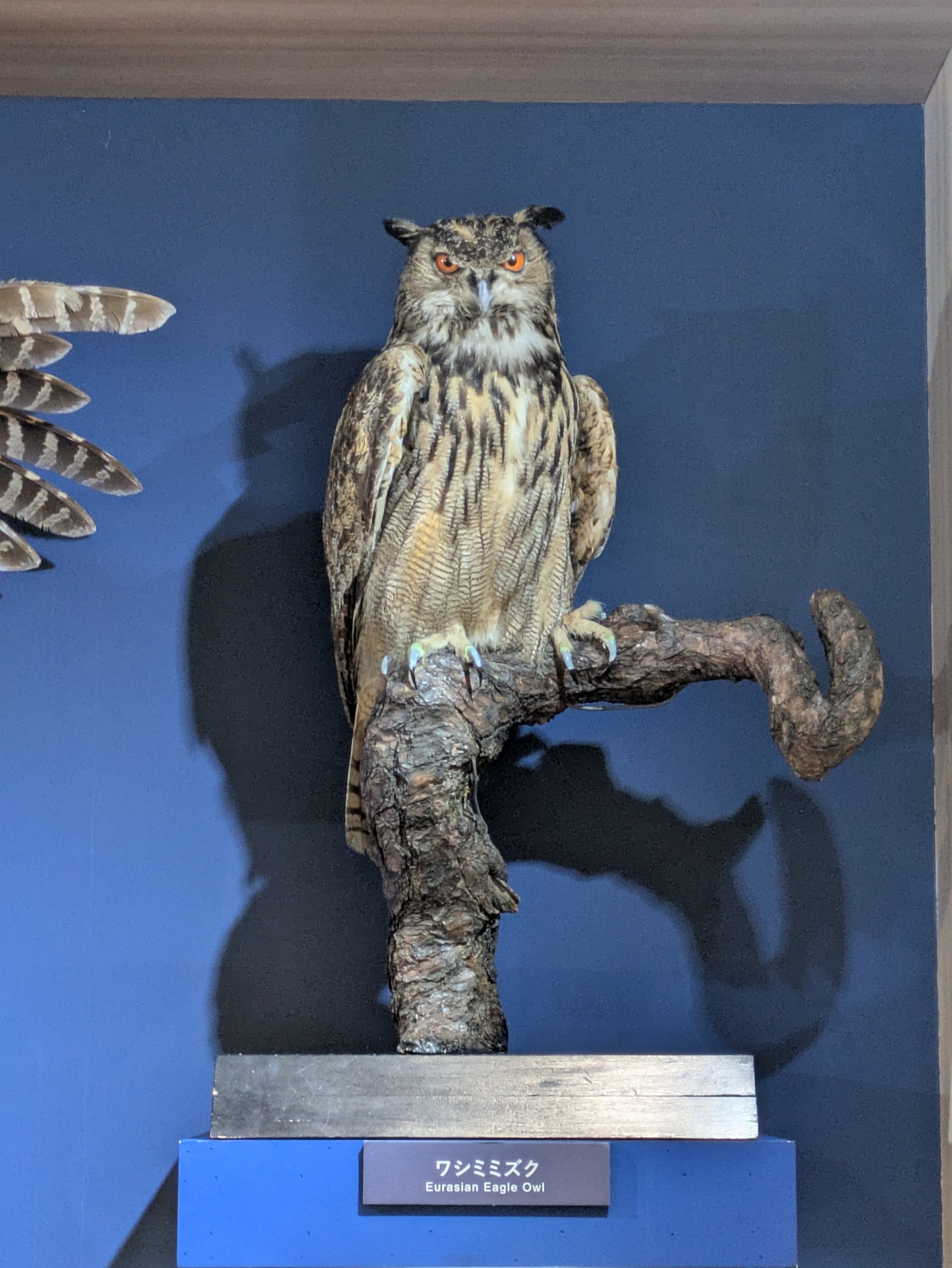 特別展 鳥 ＠大阪市立自然史博物館ネイチャーホール（長居公園）｜田中