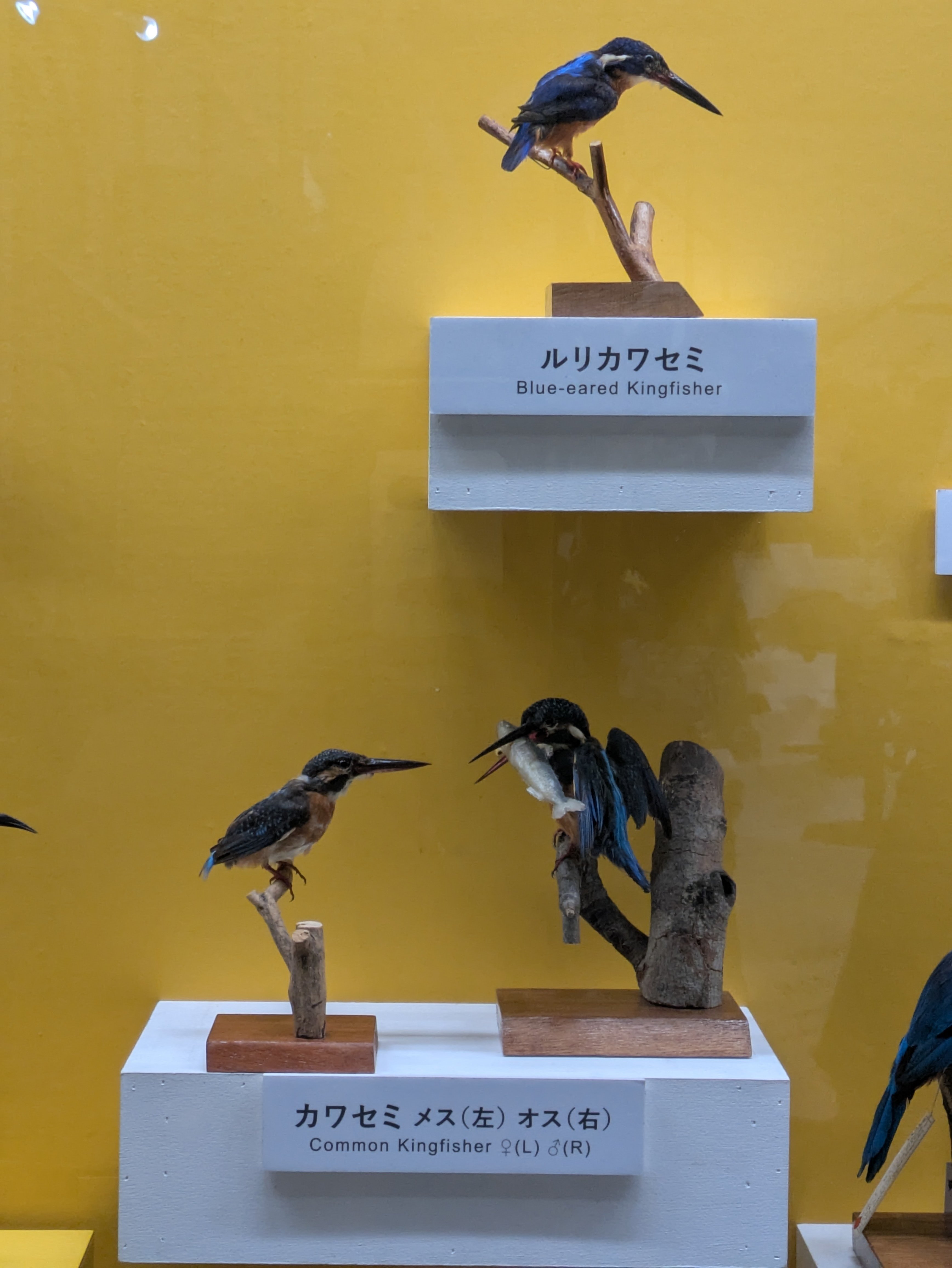 特別展 鳥 ＠大阪市立自然史博物館ネイチャーホール（長居公園）｜田中