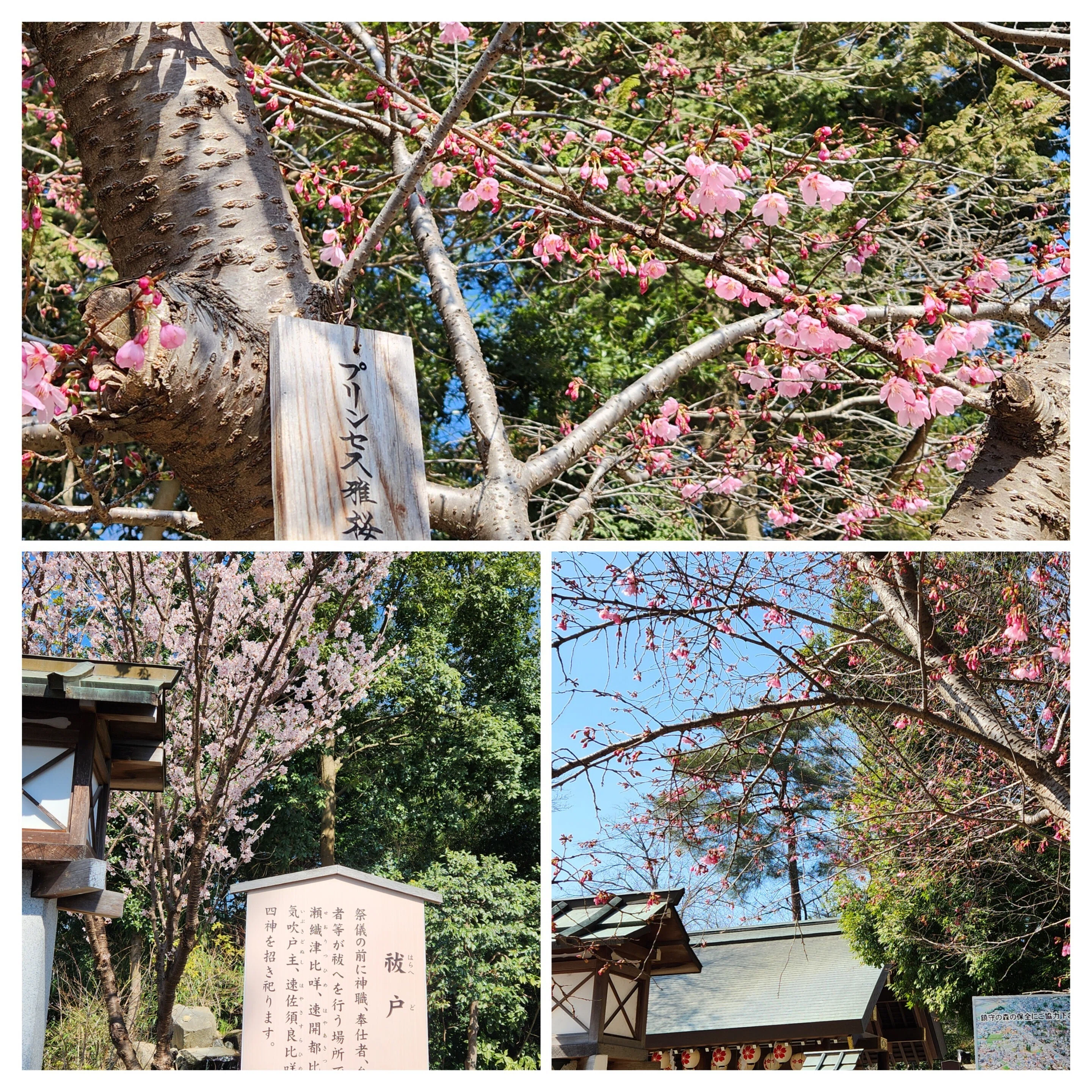 This Year's Shrine Visits⛩️] ~March ② Sakuragi Shrine: Sakura