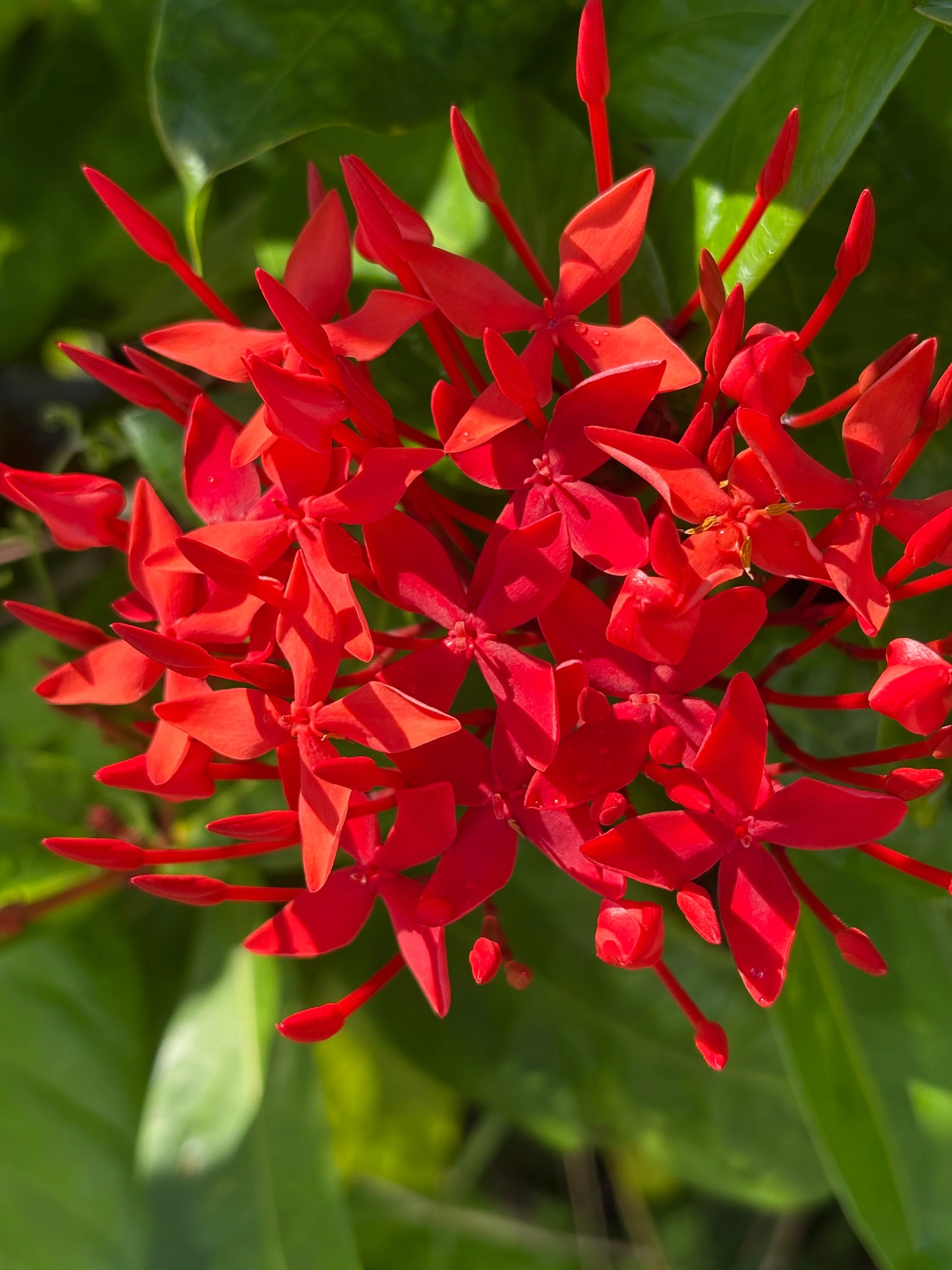 小さな赤い花('06中国/伊) 小さな赤い花('06中国/伊) 花#私の庭#小さな花#赤い花#かわいい花#今朝