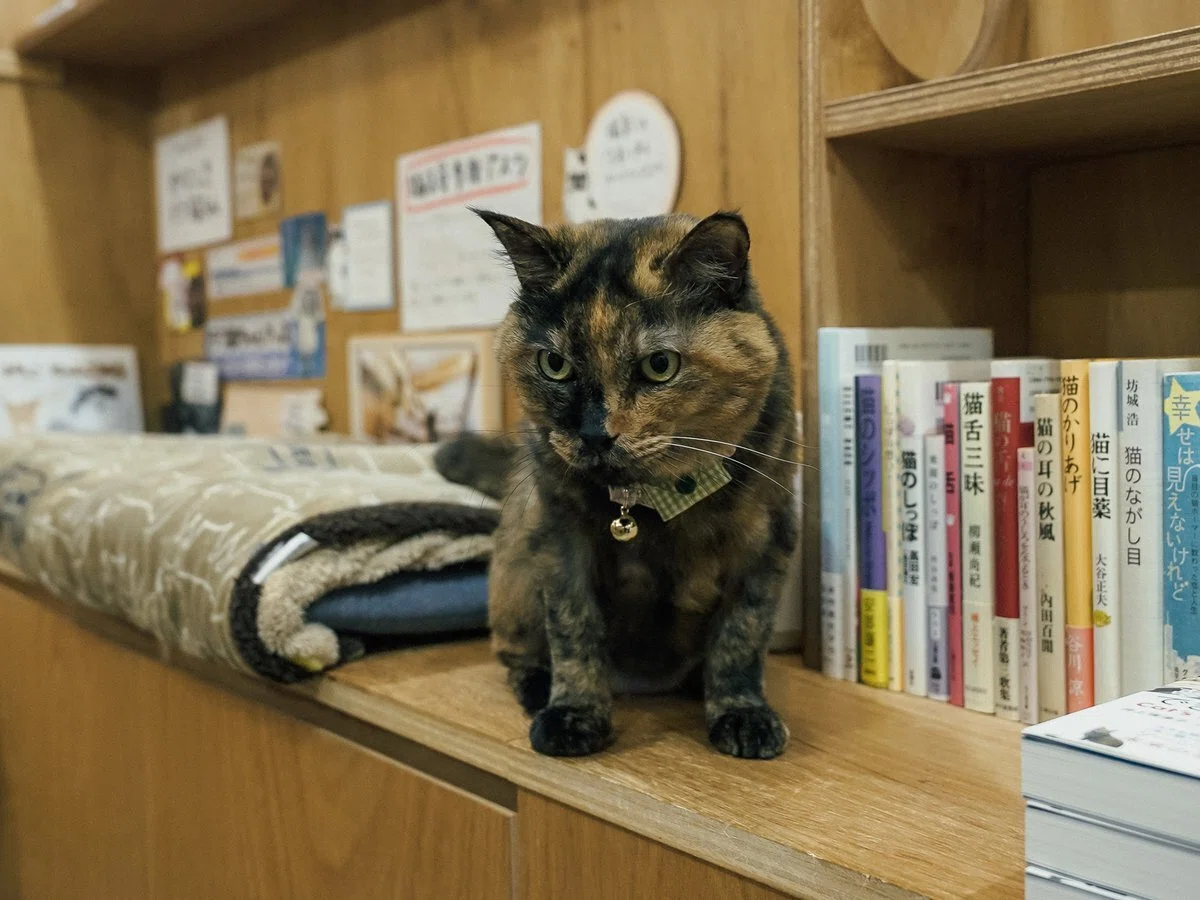 やりたいことは口に出す。ニャンともしなやかな生存戦略ーCat's Meow