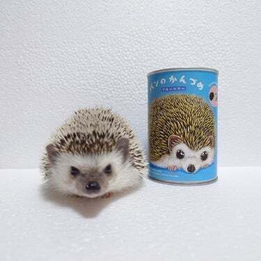 ハリネズミ】可愛すぎる『パンのかんづめ』写真が届きました♪｜金澤麻由子