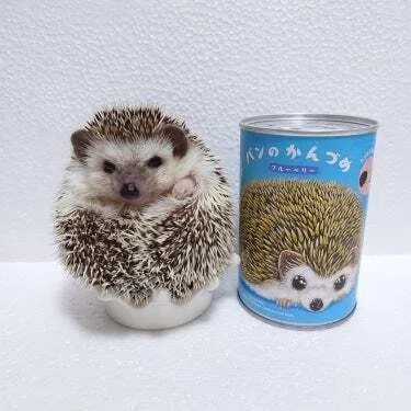 ハリネズミ】可愛すぎる『パンのかんづめ』写真が届きました♪｜金澤麻由子