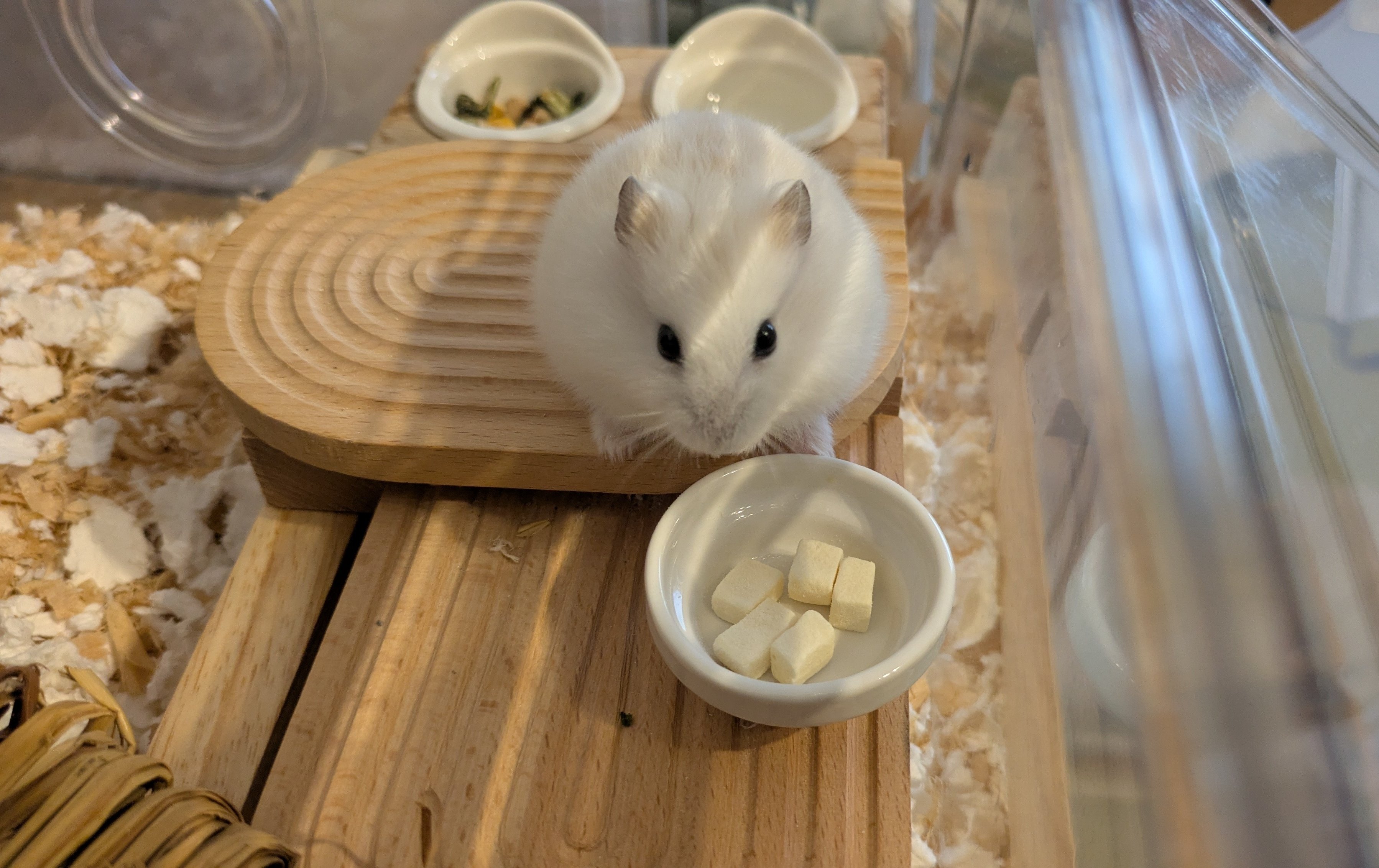ハムスター飼育セット｢お値下げ要相談｣ 飼育セット ハムスター飼育セット 初心者向け 床材付き | チャーム