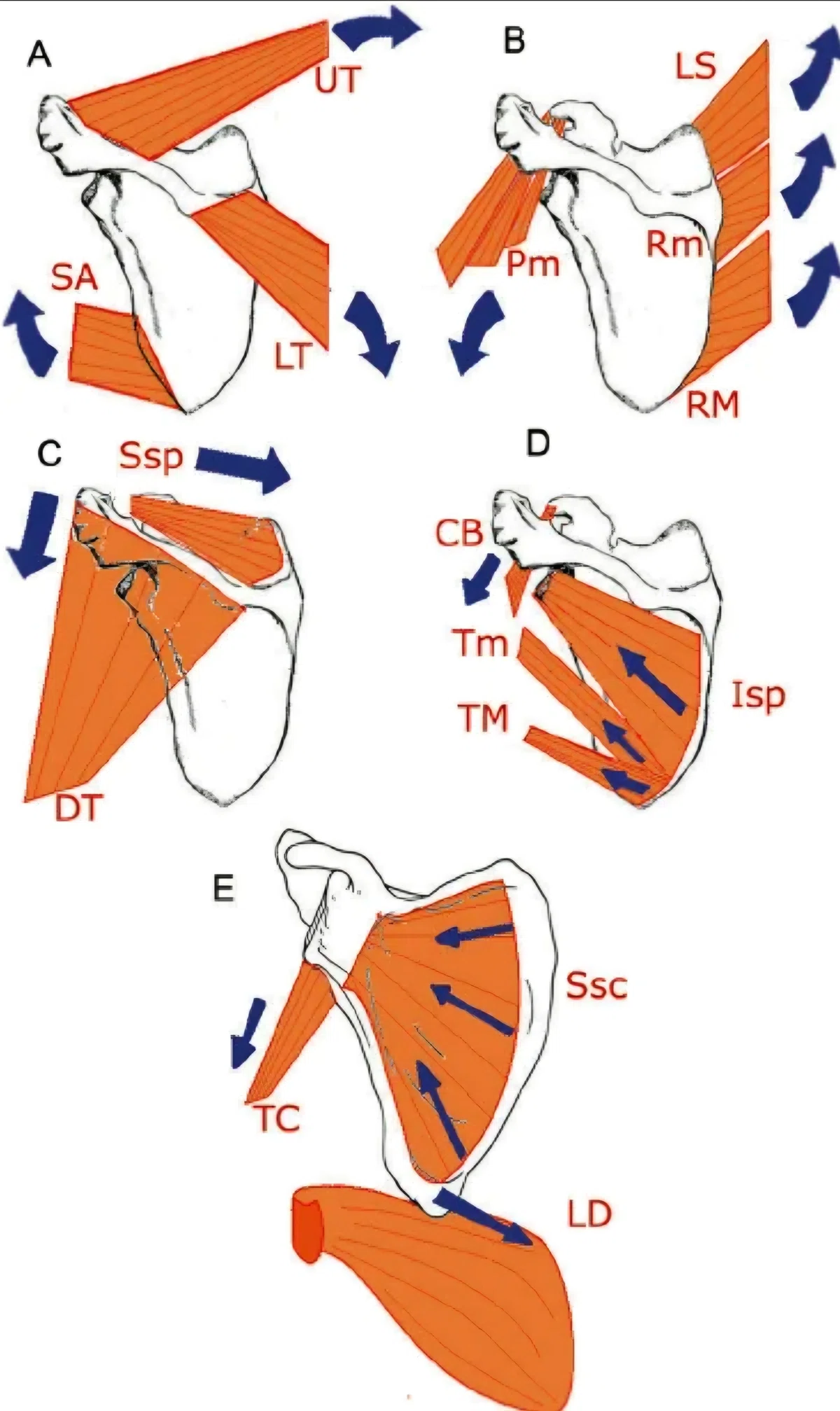 functional-anatomy-why-is-the-scapula-floating