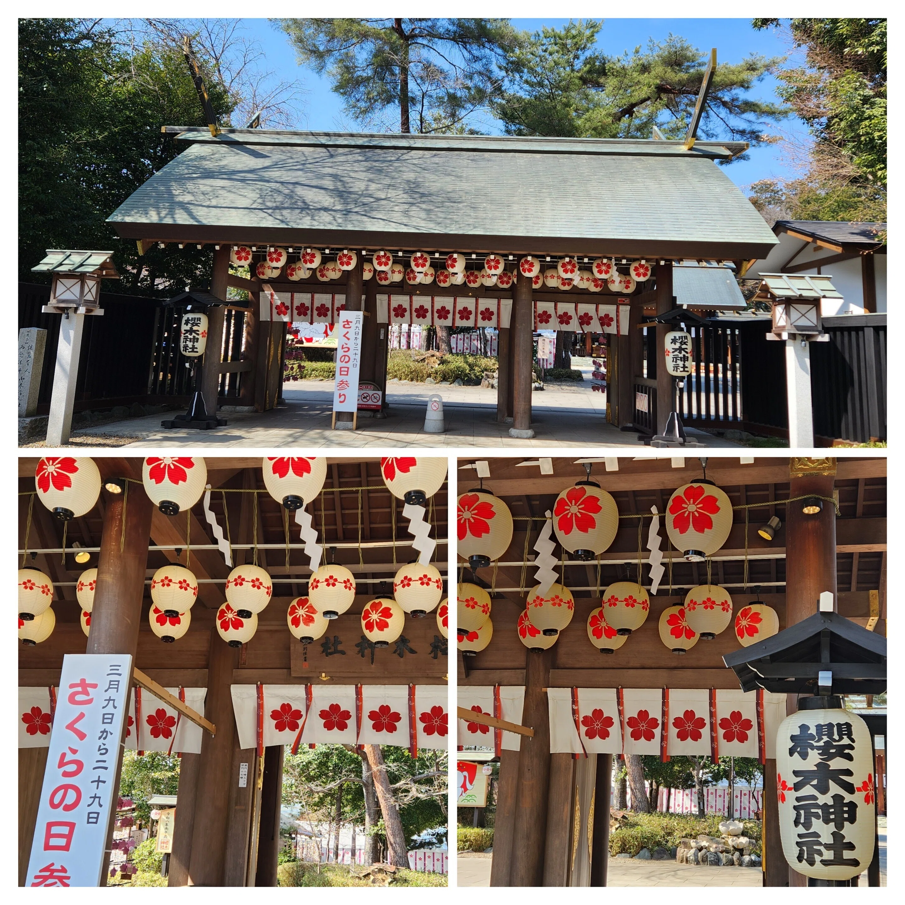 This Year's Shrine Visits⛩️] ~March ② Sakuragi Shrine: Sakura