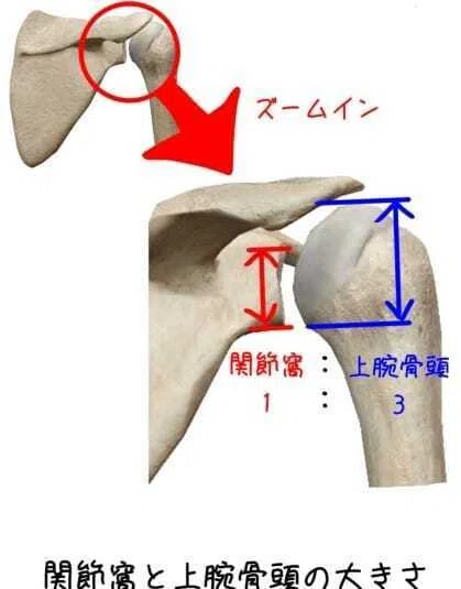 [Functional Anatomy] Why is the scapula floating?｜東西ハイブリット臨床ノート 一現場で使える ...