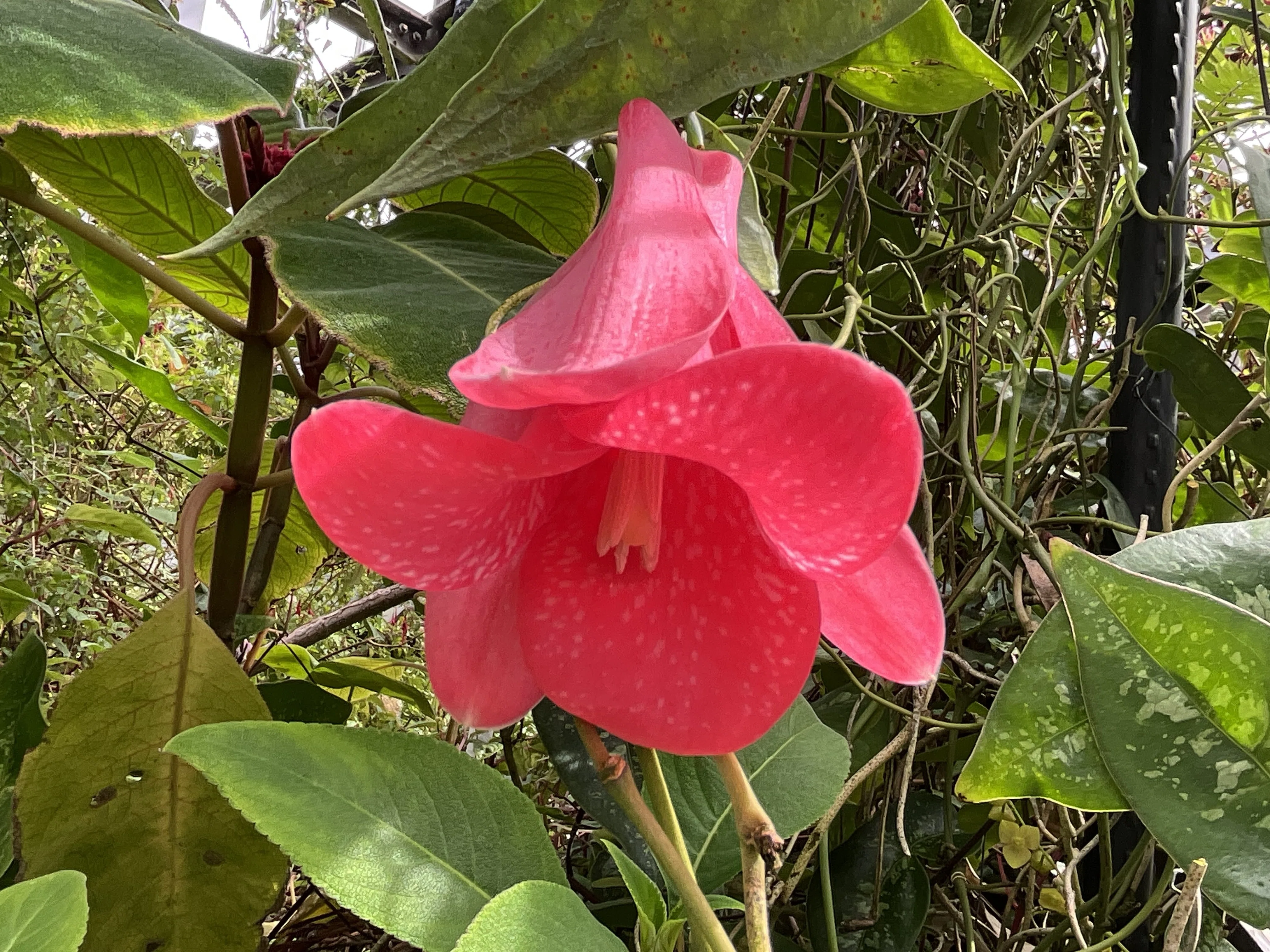 ツバキカズラ（京都府立植物園）：2026年3月18日（水）｜藤井秀昭