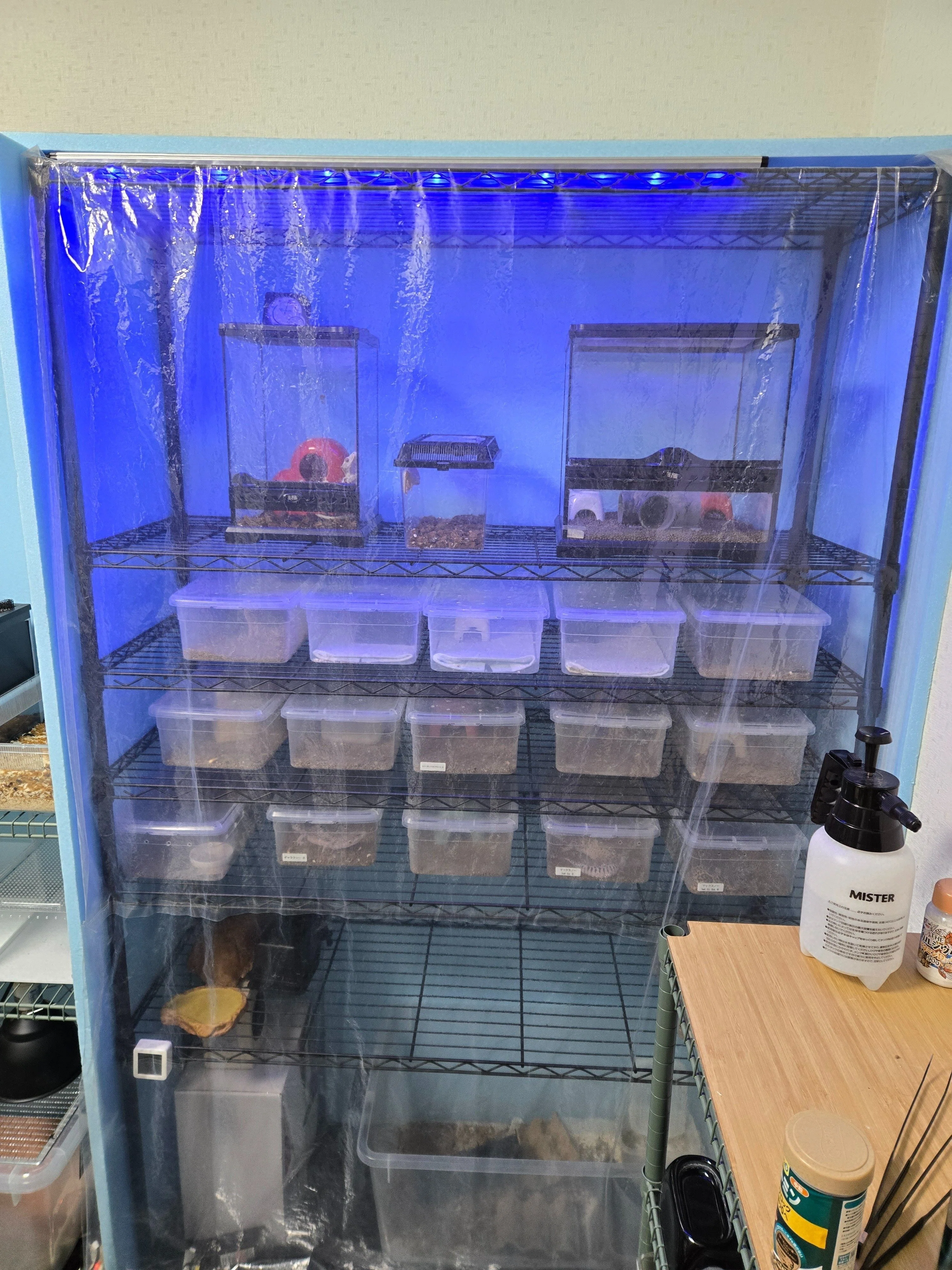 爬虫類温室をDIYしてみた〜ホームセンター資材で20匹を管理する方法