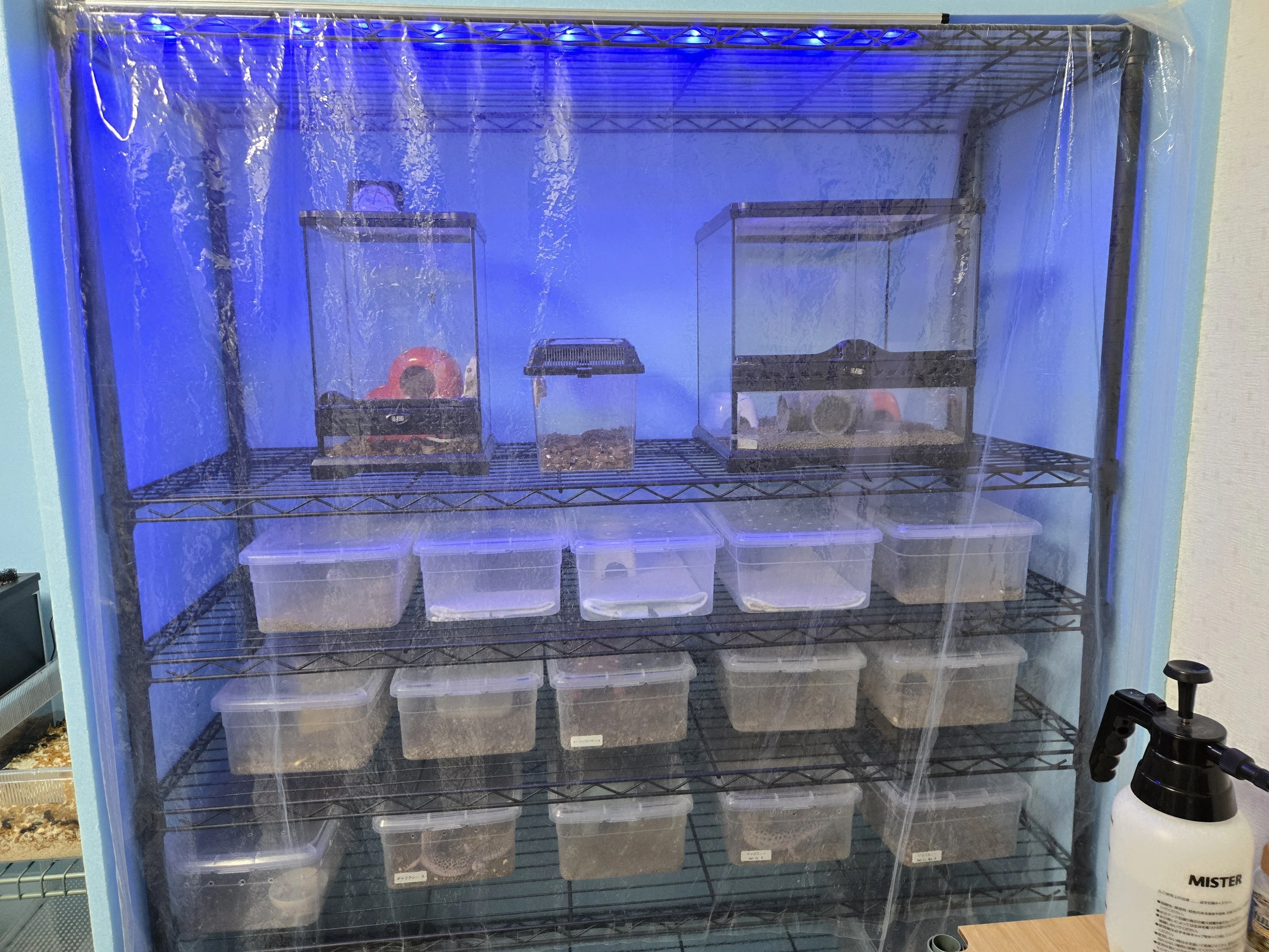 爬虫類温室をDIYしてみた〜ホームセンター資材で20匹を管理する方法