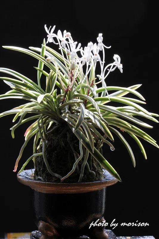 富貴蘭「瑞晶」の花(過去の画像倉庫から)｜KJ Morison