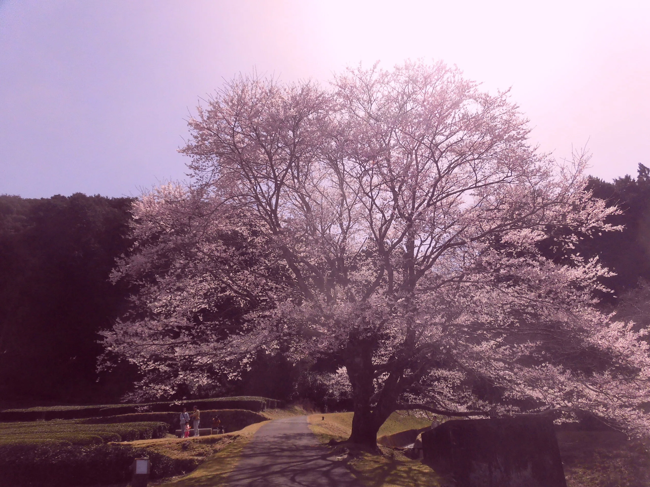 美杉の淡墨桜 古い写真から｜Hiroshi Kamitaka