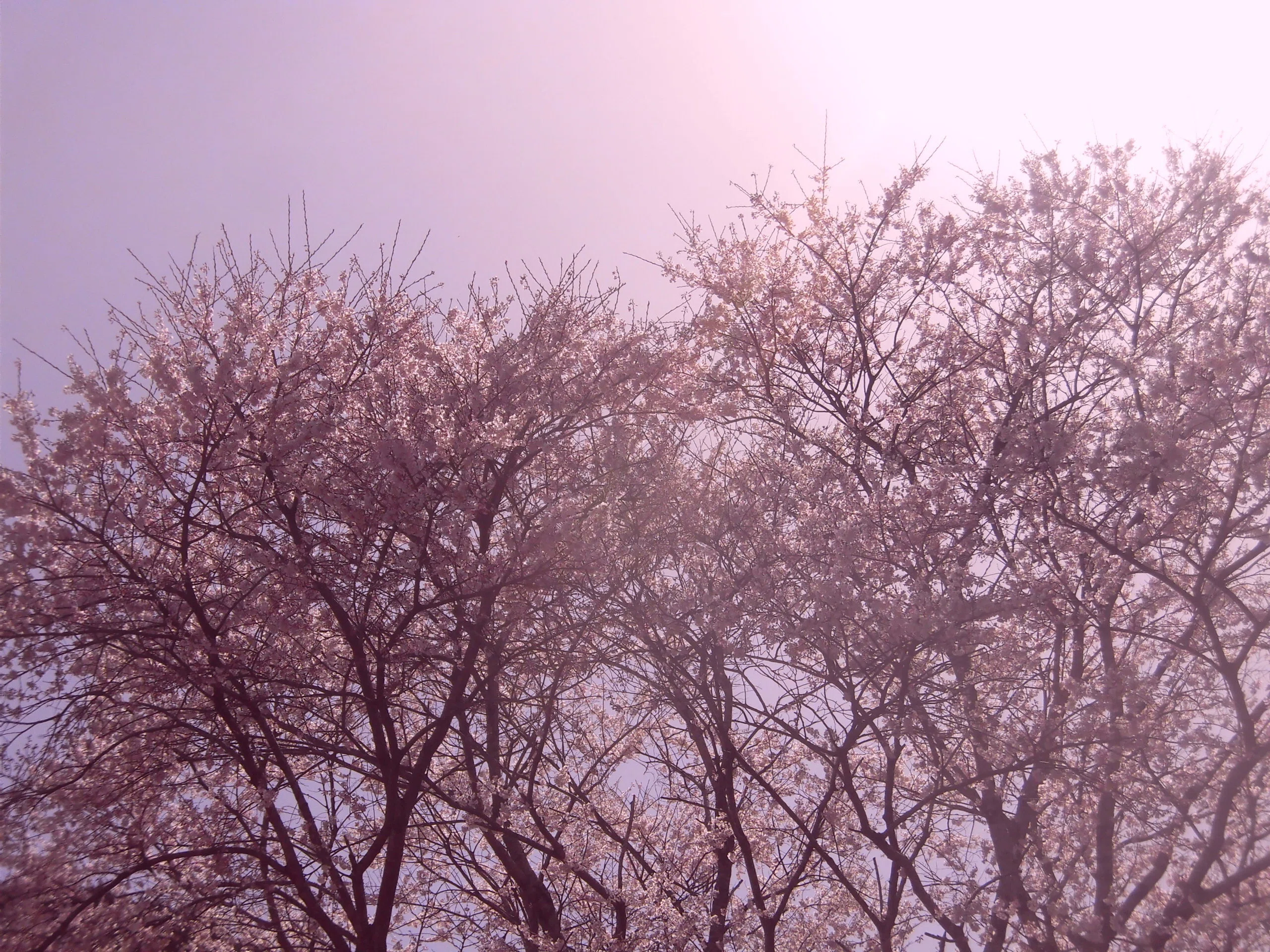 美杉の淡墨桜 古い写真から｜Hiroshi Kamitaka