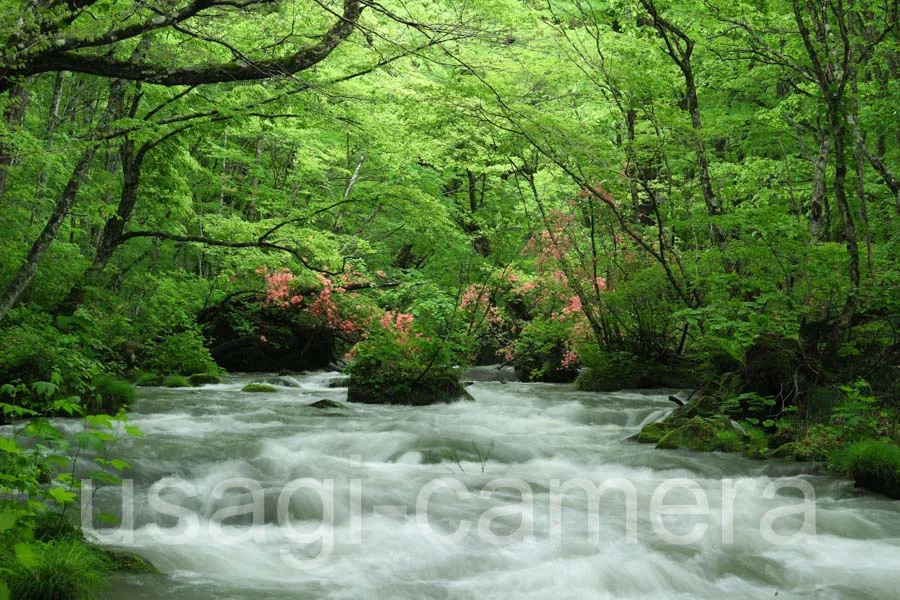 新緑とツツジ咲く奥入瀬渓流｜うさぎカメラ📷岩手・青森の風景写真