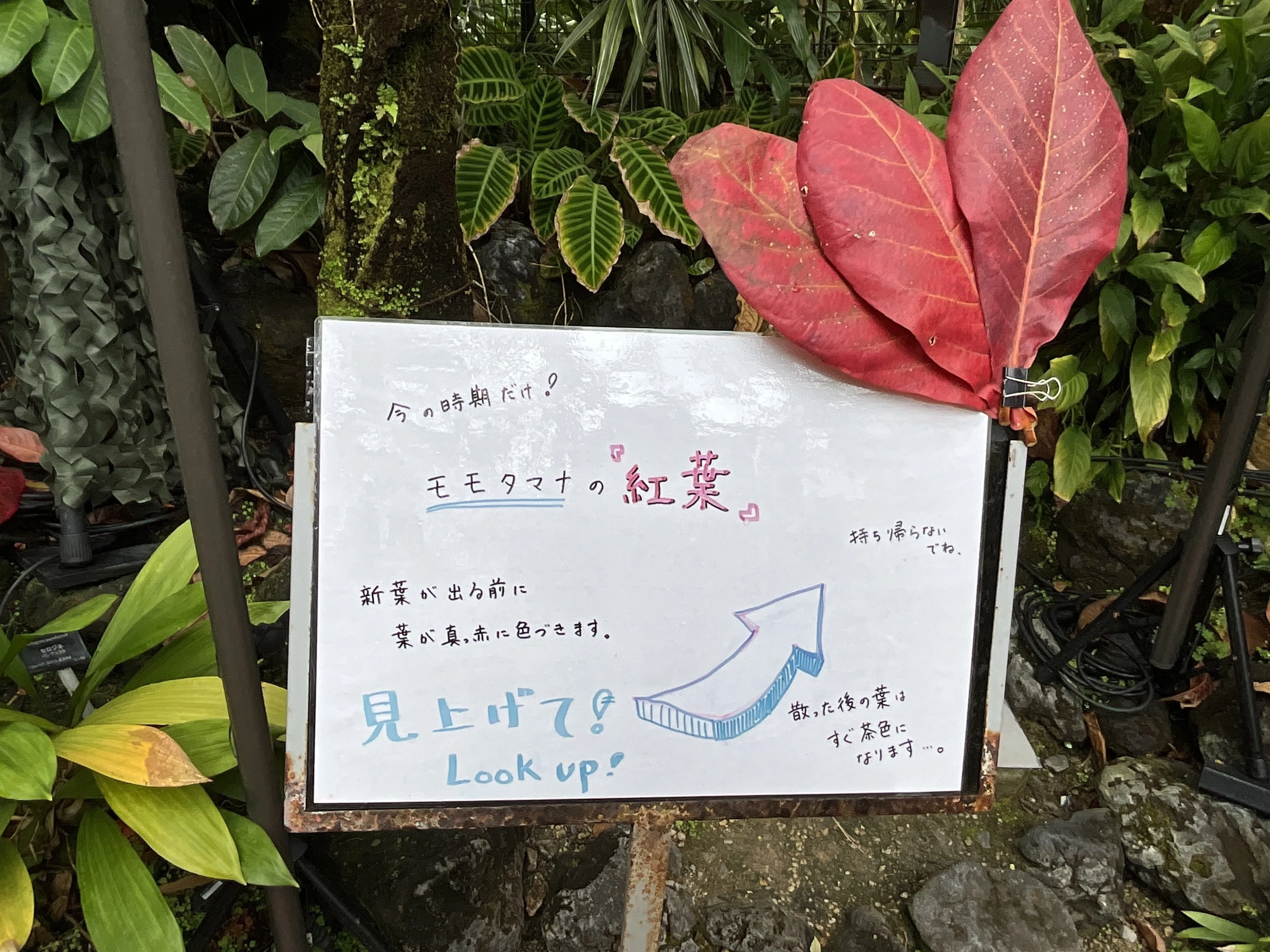 モモタマナの葉更新：2026年3月19日（木）｜藤井秀昭（『京都居候叢書
