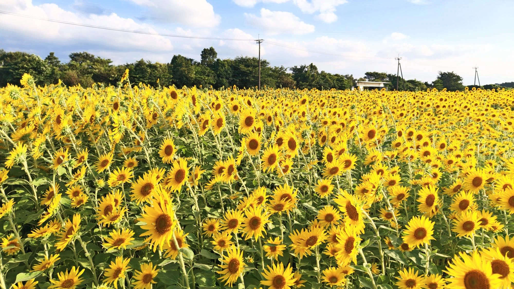 都城市】連休にオススメの夏休み情報第5弾！30万本もの圧巻の向日葵は