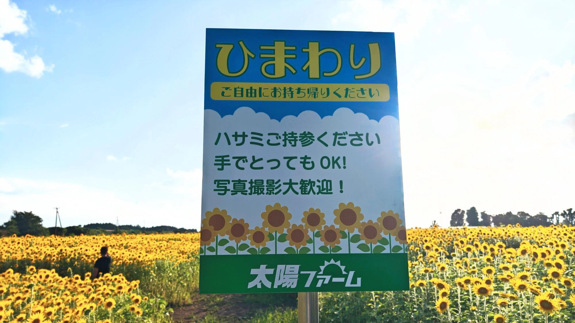 都城市】連休にオススメの夏休み情報第5弾！30万本もの圧巻の向日葵は