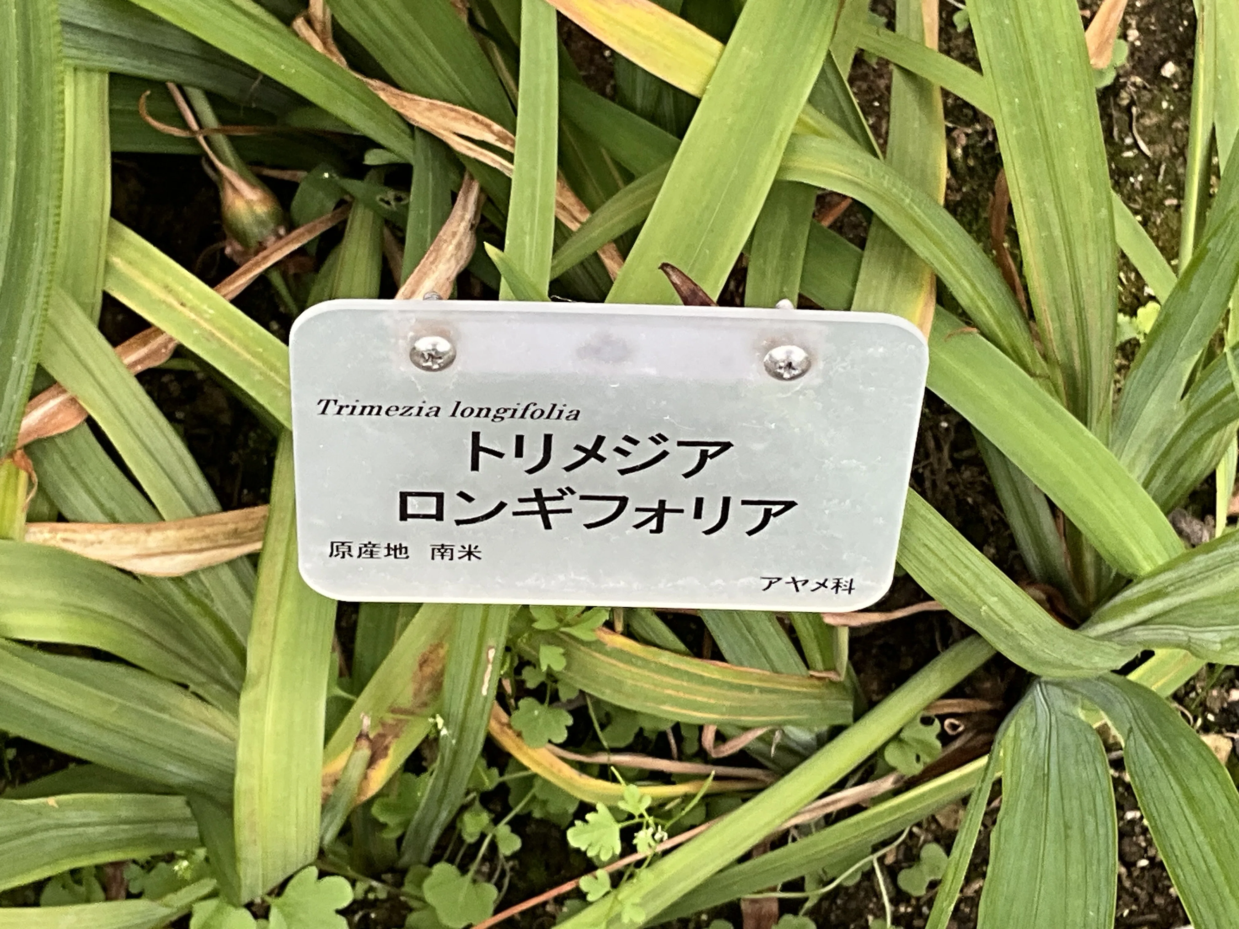 トリメジア・ロンギフォリア（京都府立植物園）：2026年4月3日（金