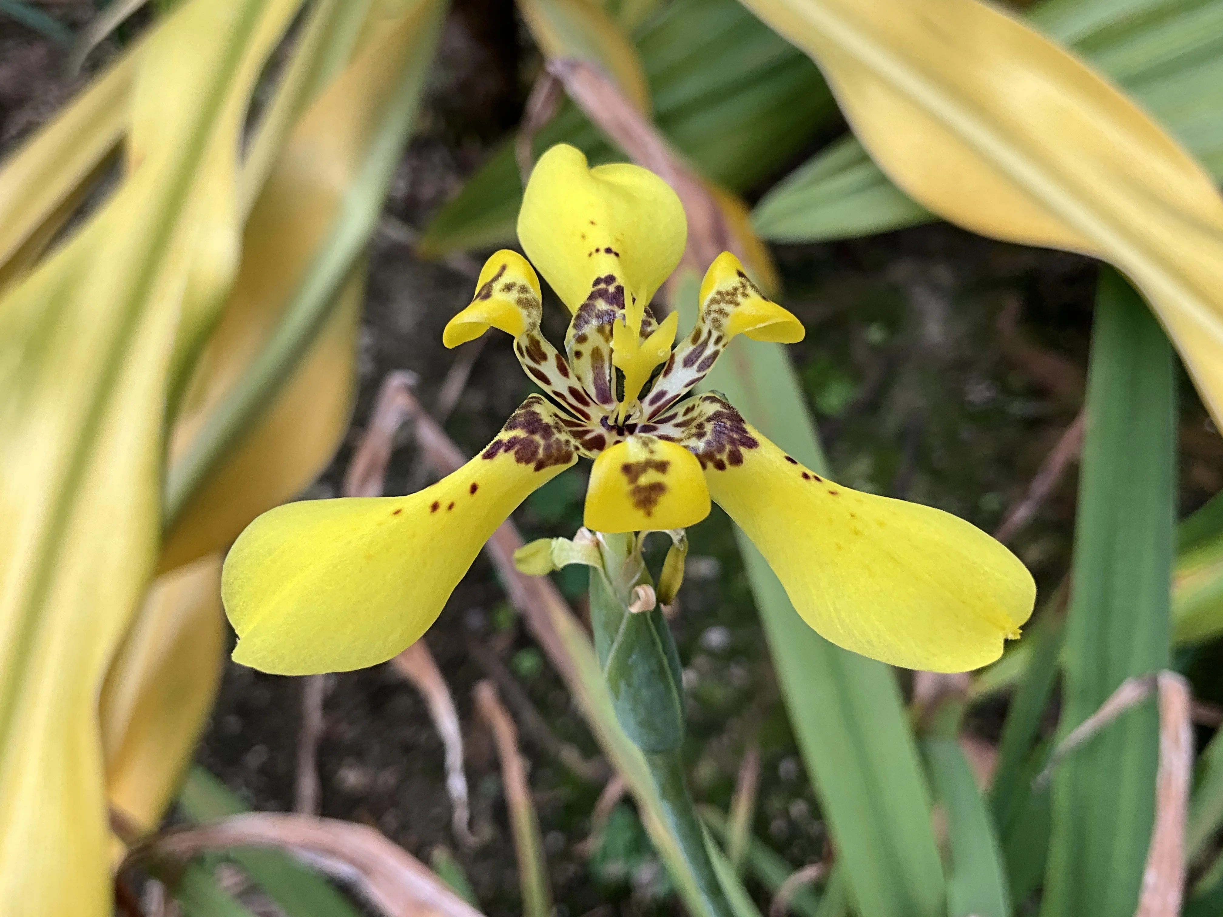 トリメジア・ロンギフォリア（京都府立植物園）：2026年4月3日（金
