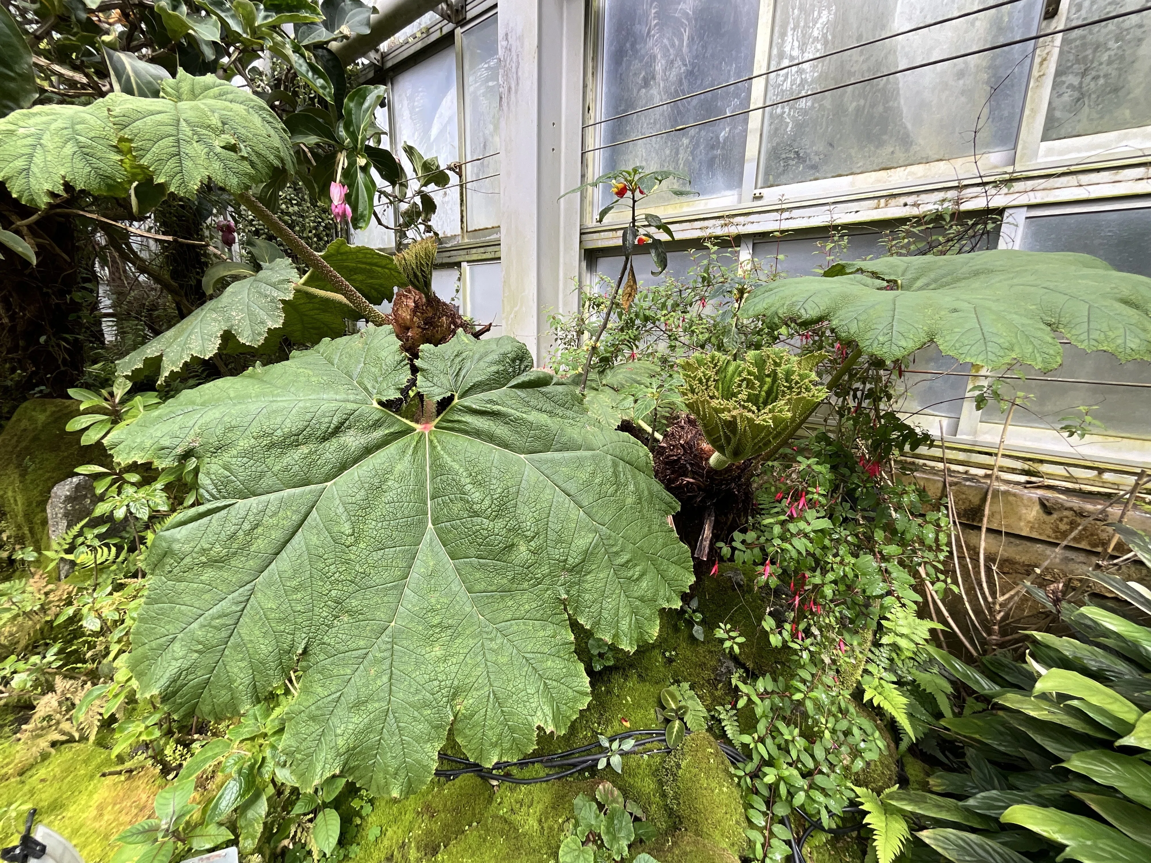 植物 つやつや新芽を続々展開中? オオタニワタリ アスプレニウム 4号 観葉