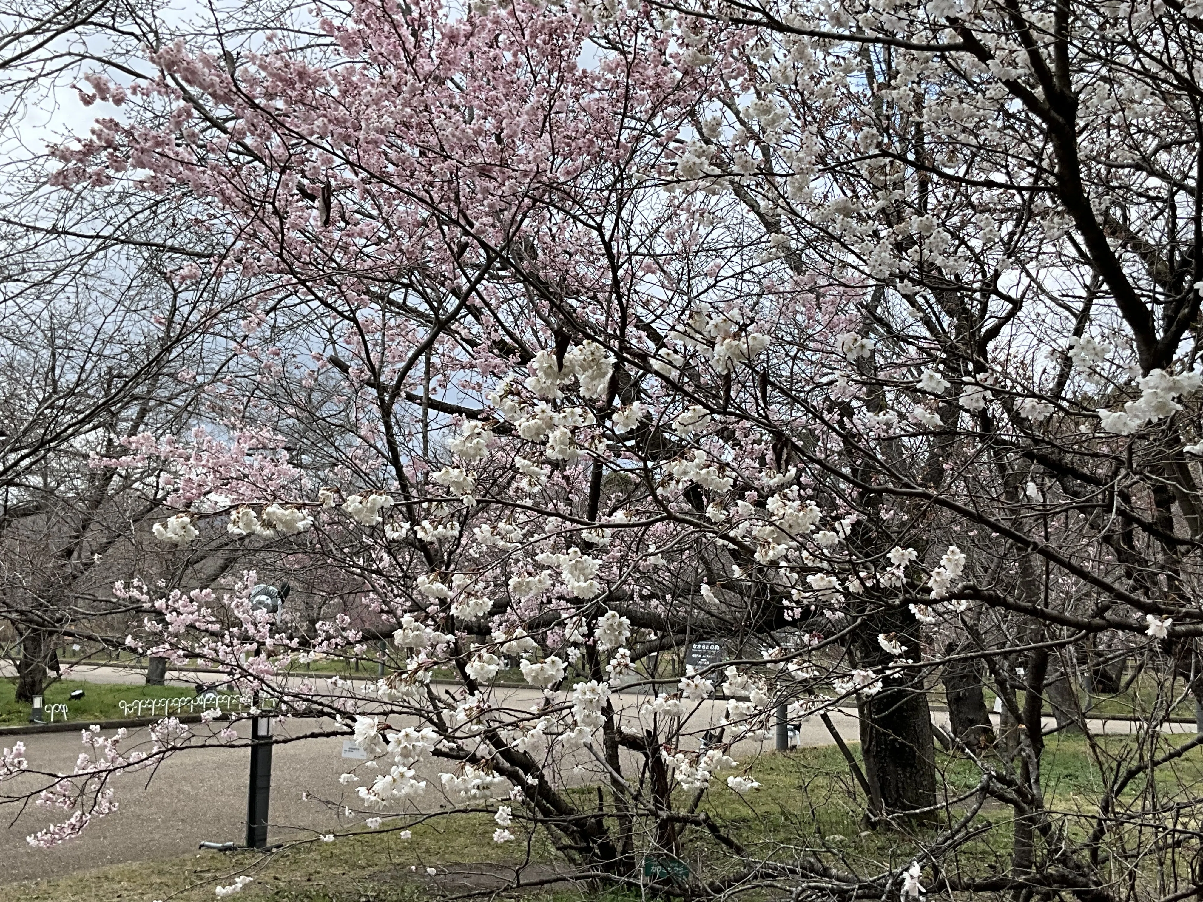 カラミザクラ（京都府立植物園）：2026年3月20日（金）｜藤井秀昭