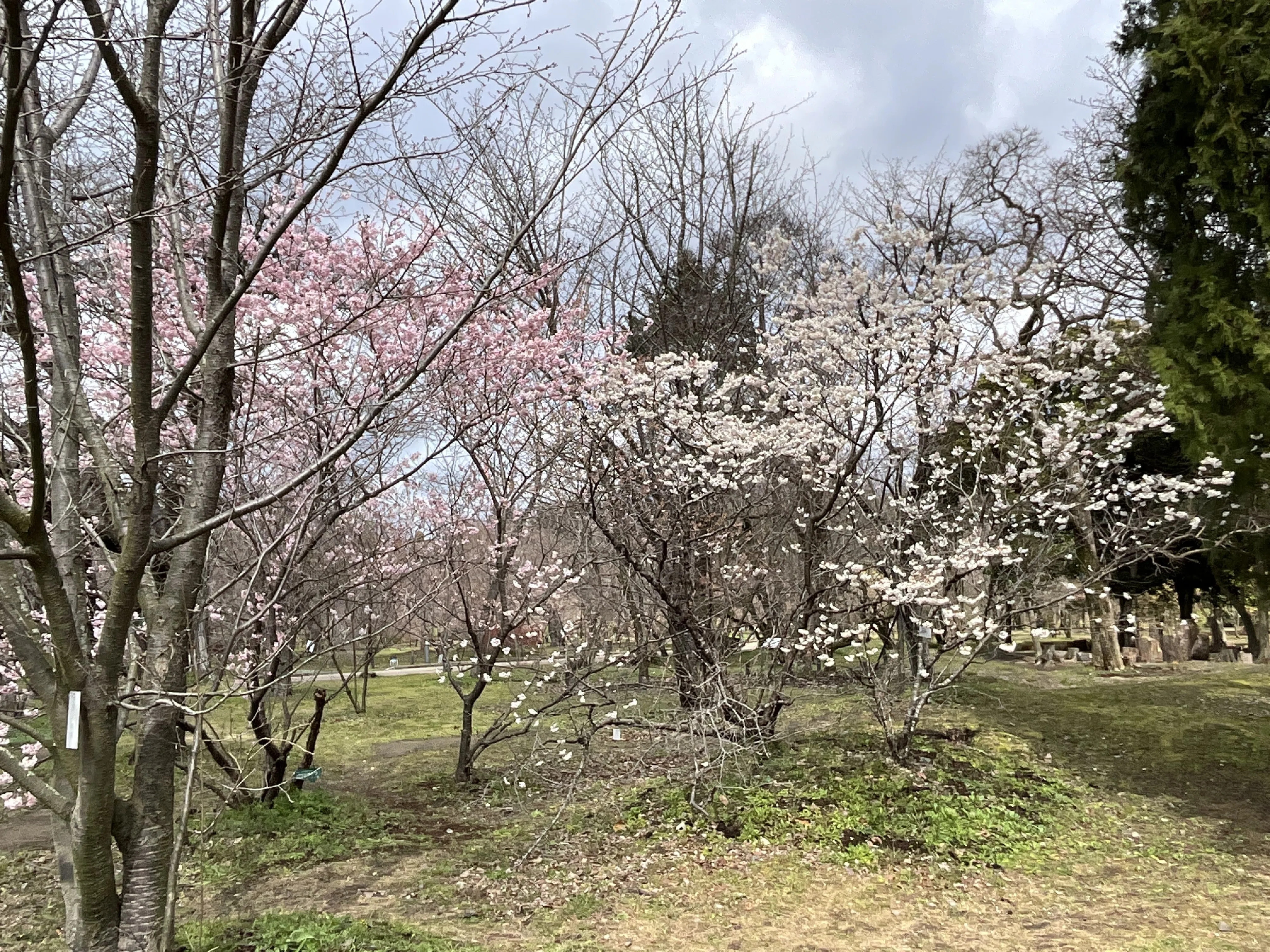 カラミザクラ（京都府立植物園）：2026年3月20日（金）｜藤井秀昭