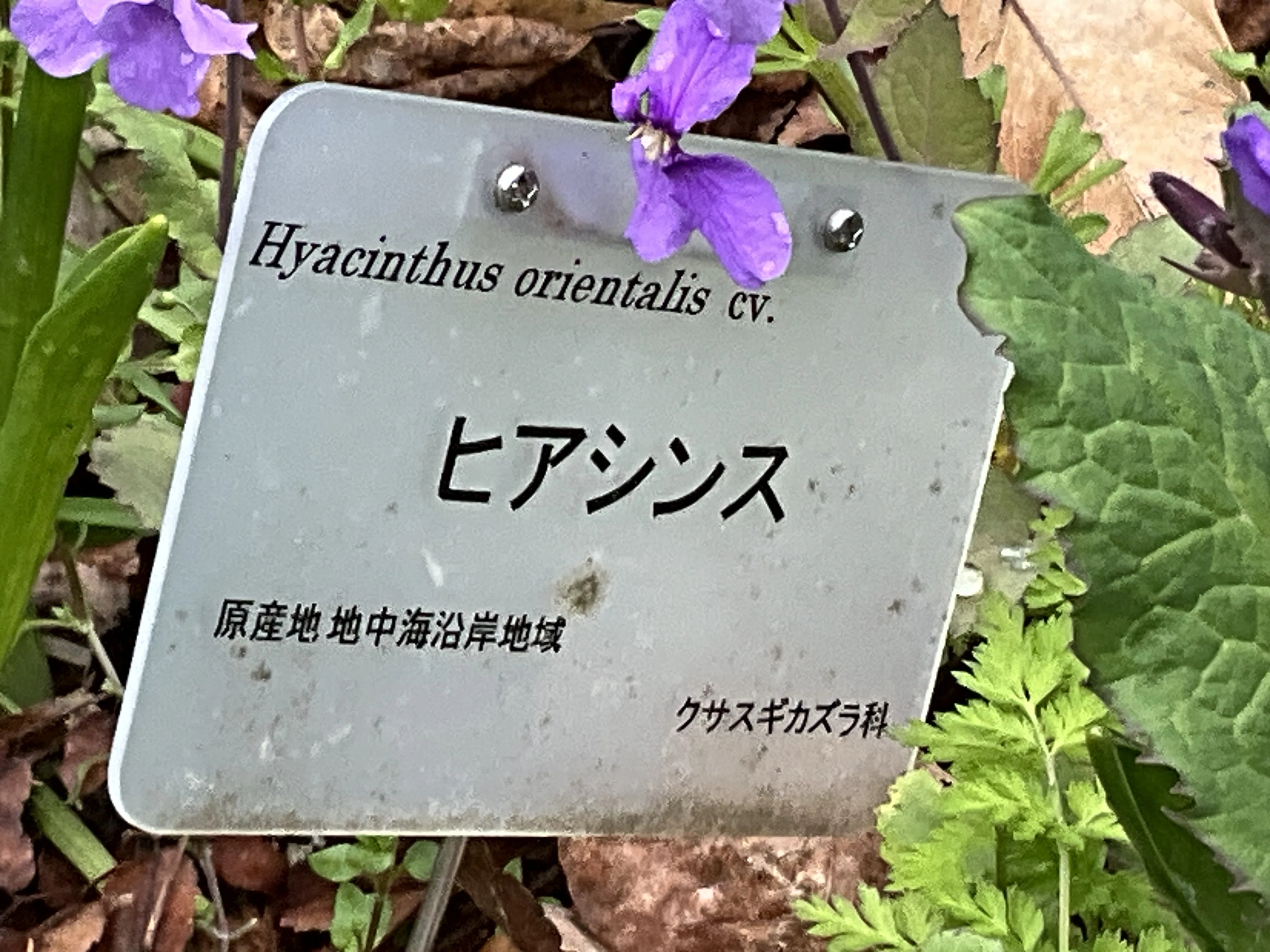 ヒアシンス（京都府立植物園）：2026年3月29日（日）｜藤井秀昭