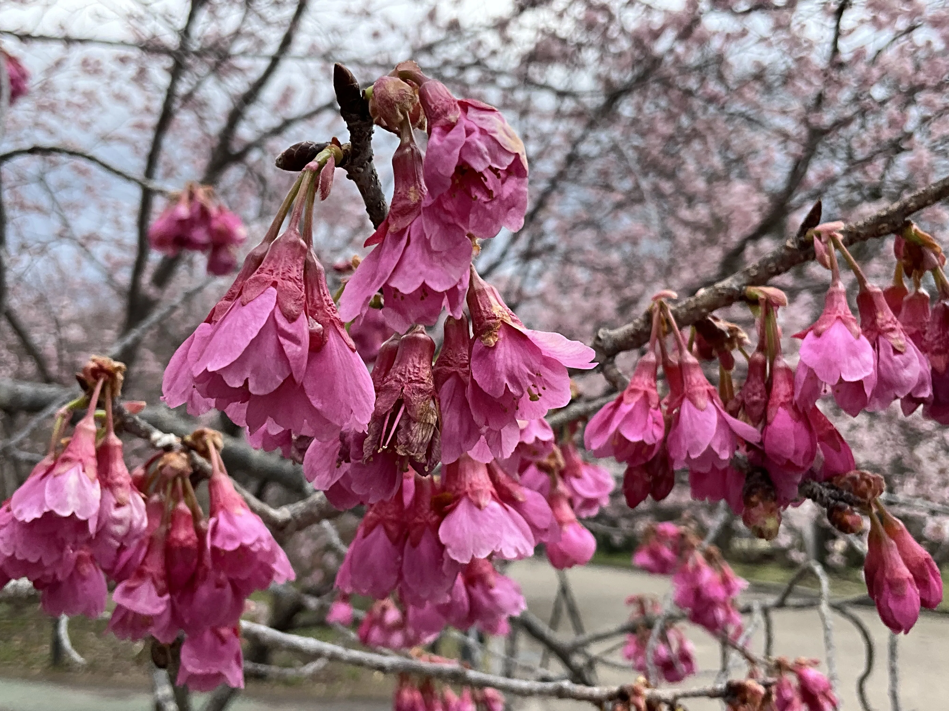 カンヒザクラ（京都府立植物園）No.41：2026年3月16日（月）｜藤井秀昭