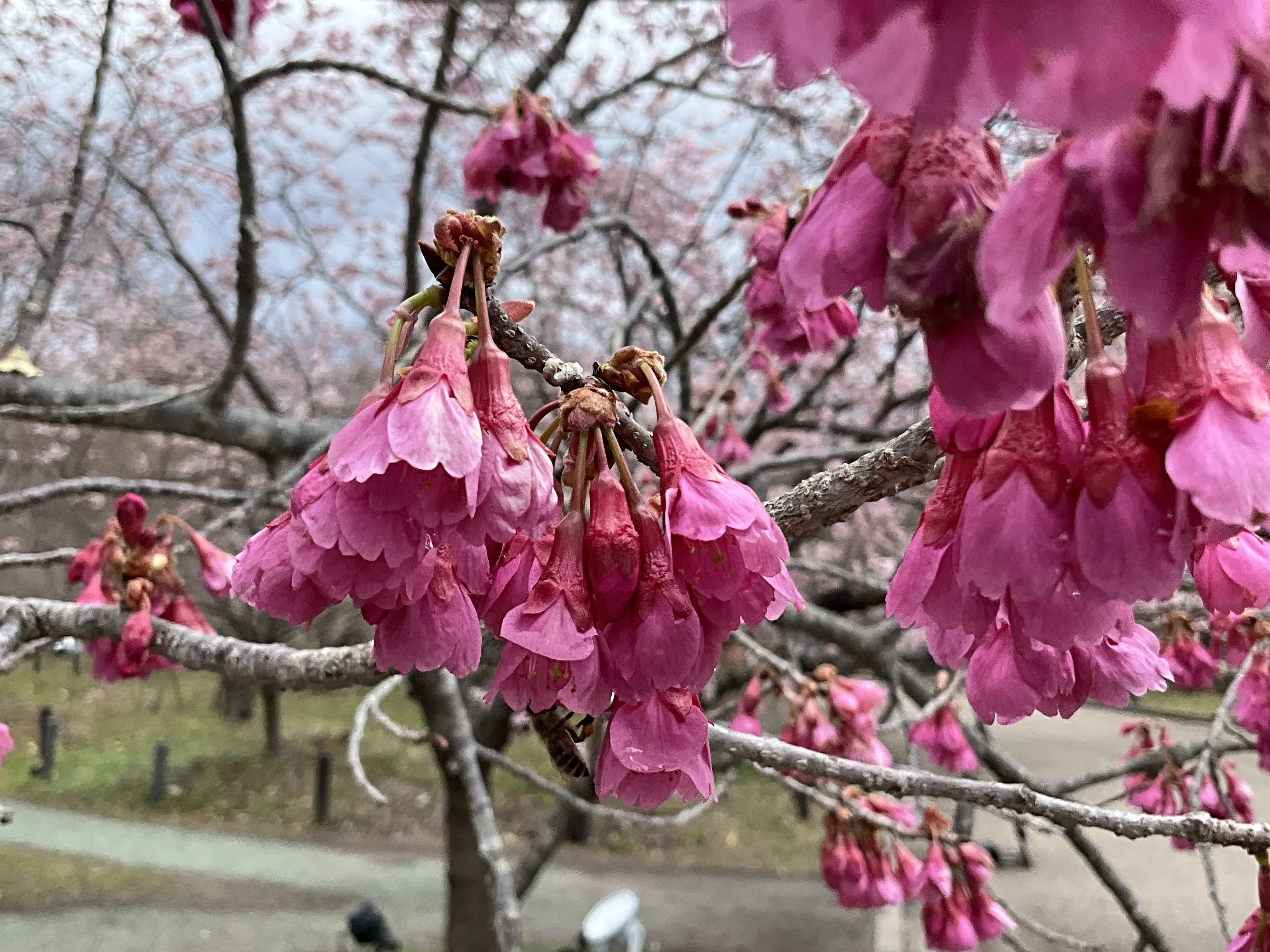 カンヒザクラ（京都府立植物園）No.41：2026年3月16日（月）｜藤井秀昭